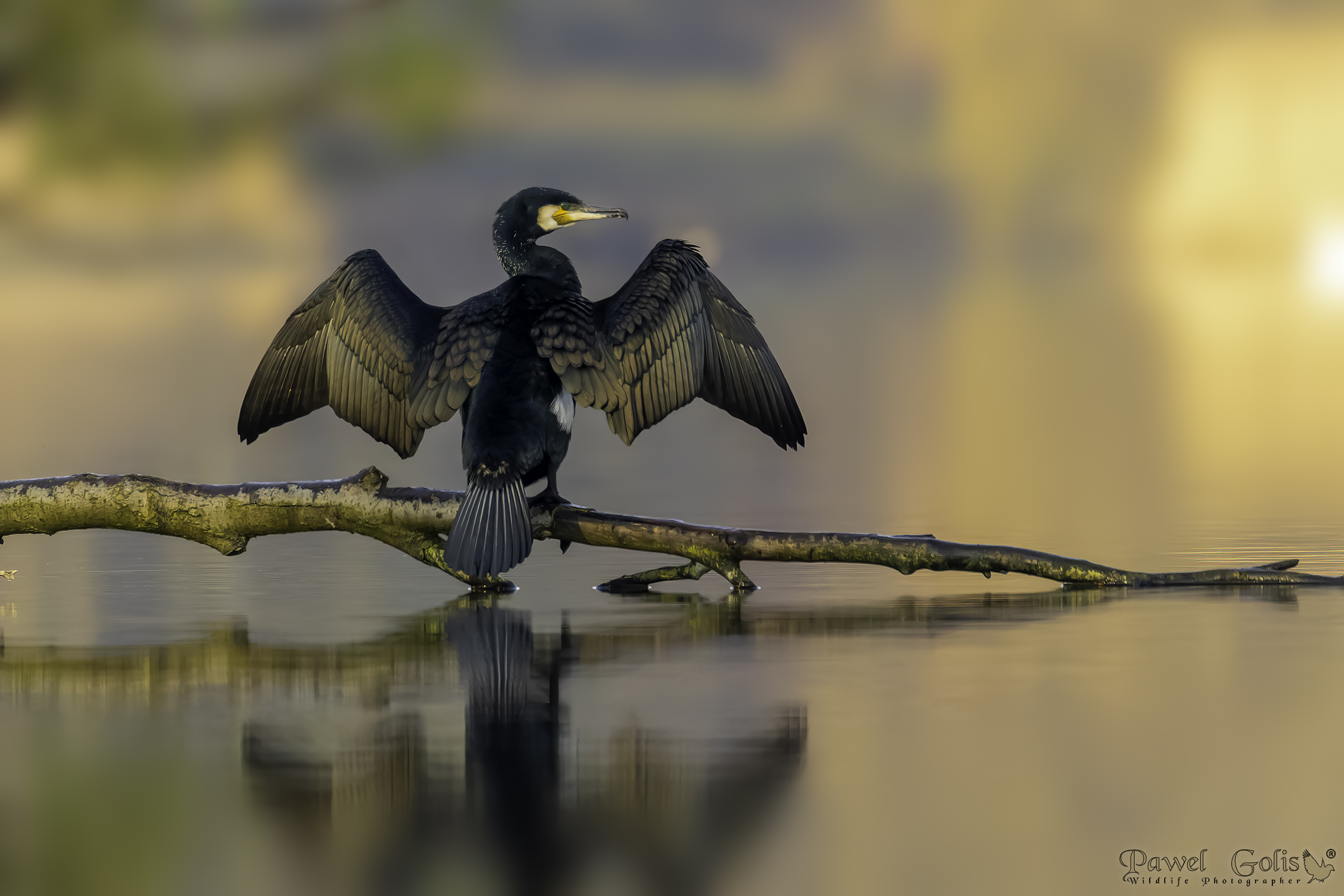 Cormorano maggiore (Phalacrocorax carbo)