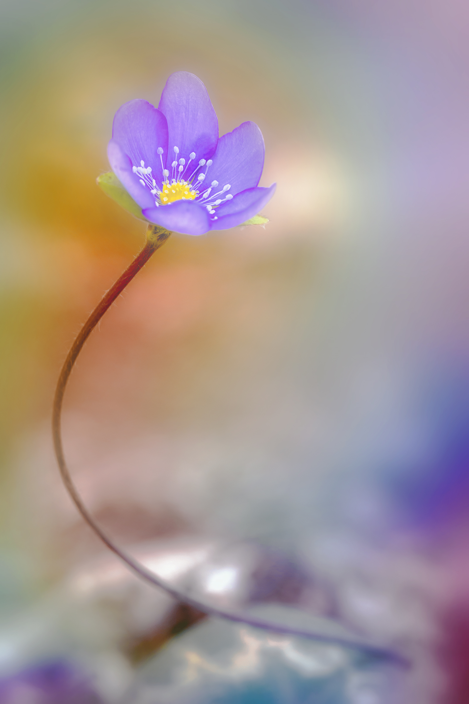Hepatica nobilis