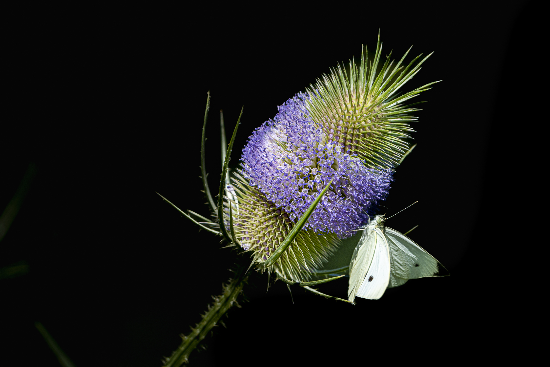 Wild teasel with butterfly
