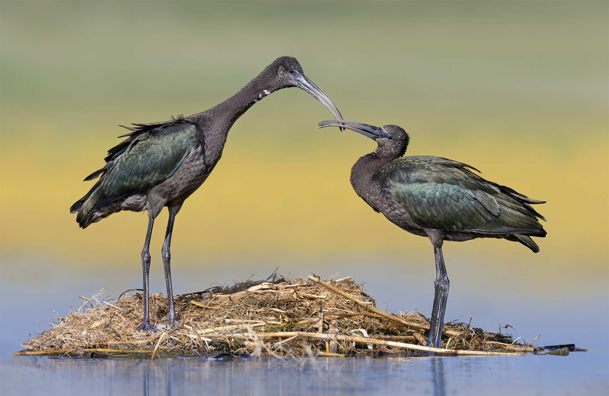 Glossy ibis