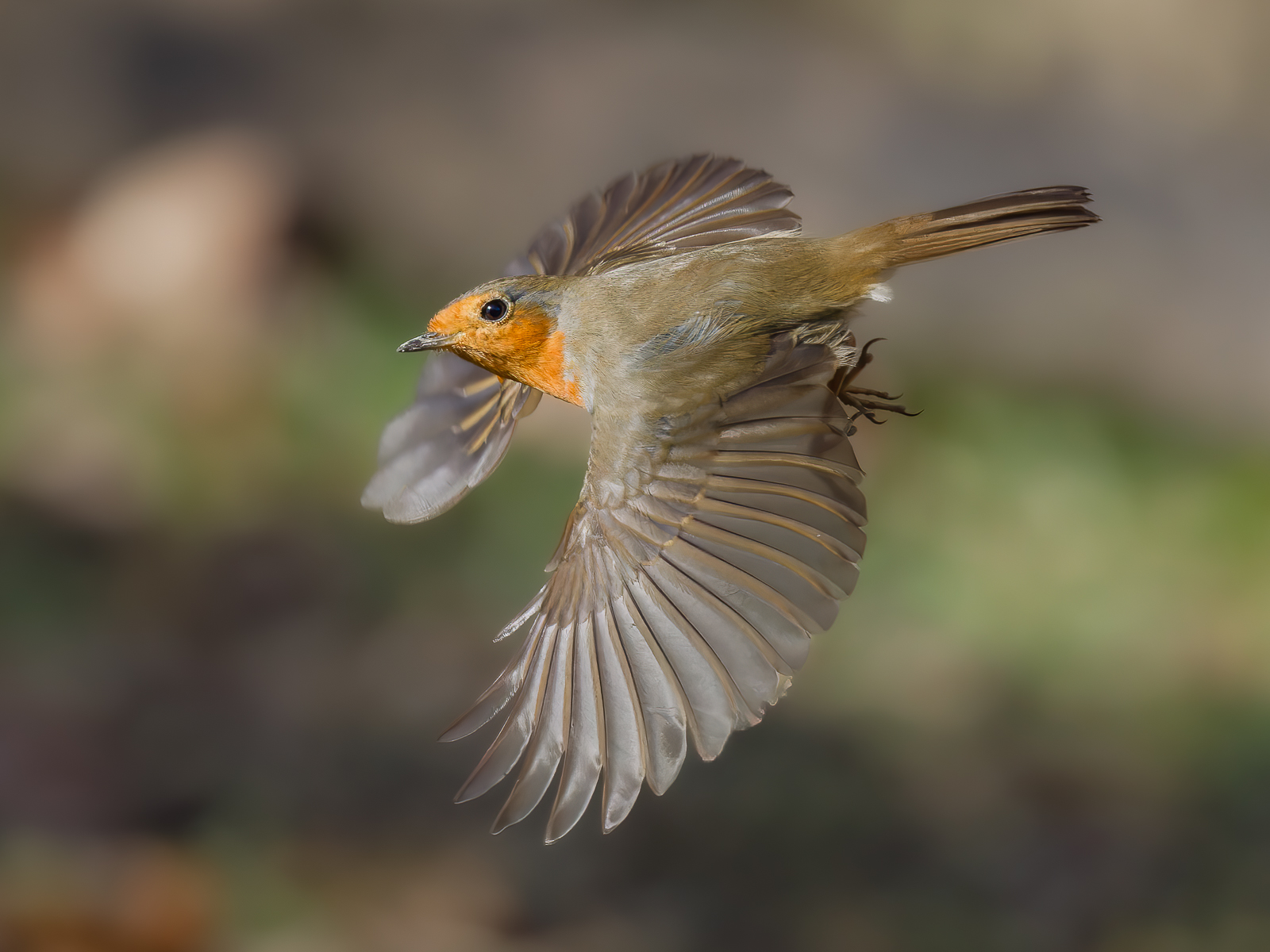 Robin