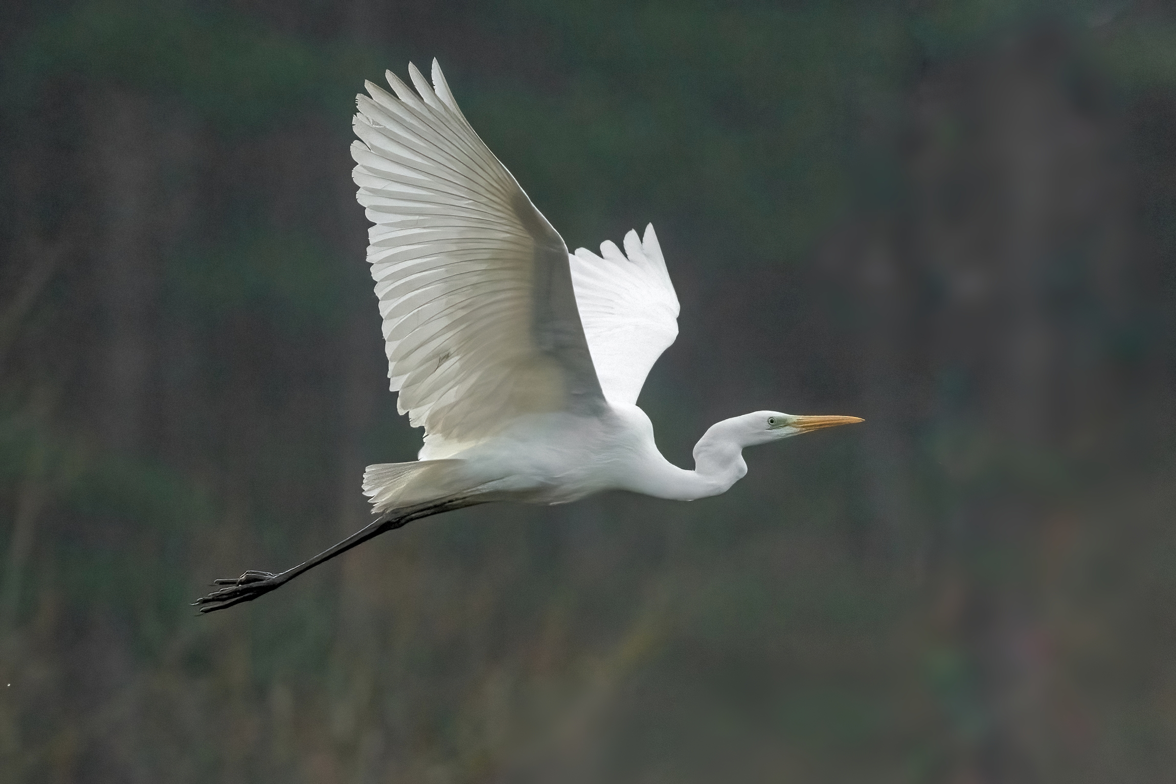 Great Egret (Casmerodius albus)