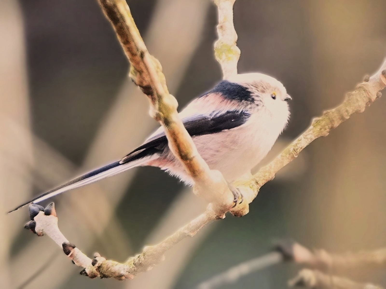 Long-tailed in the reeds