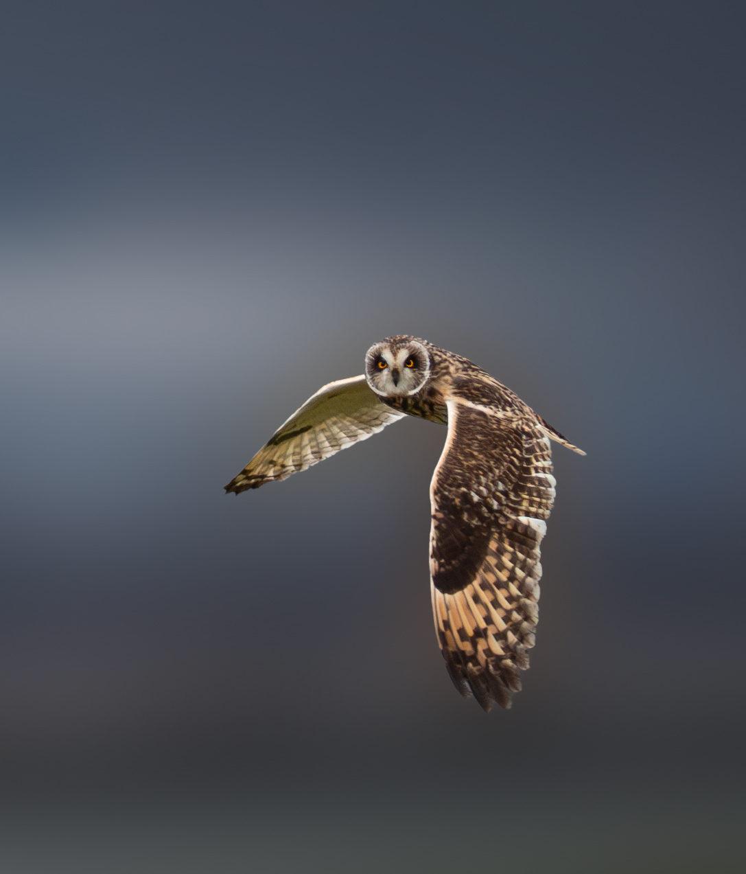 Swamp owl in flight