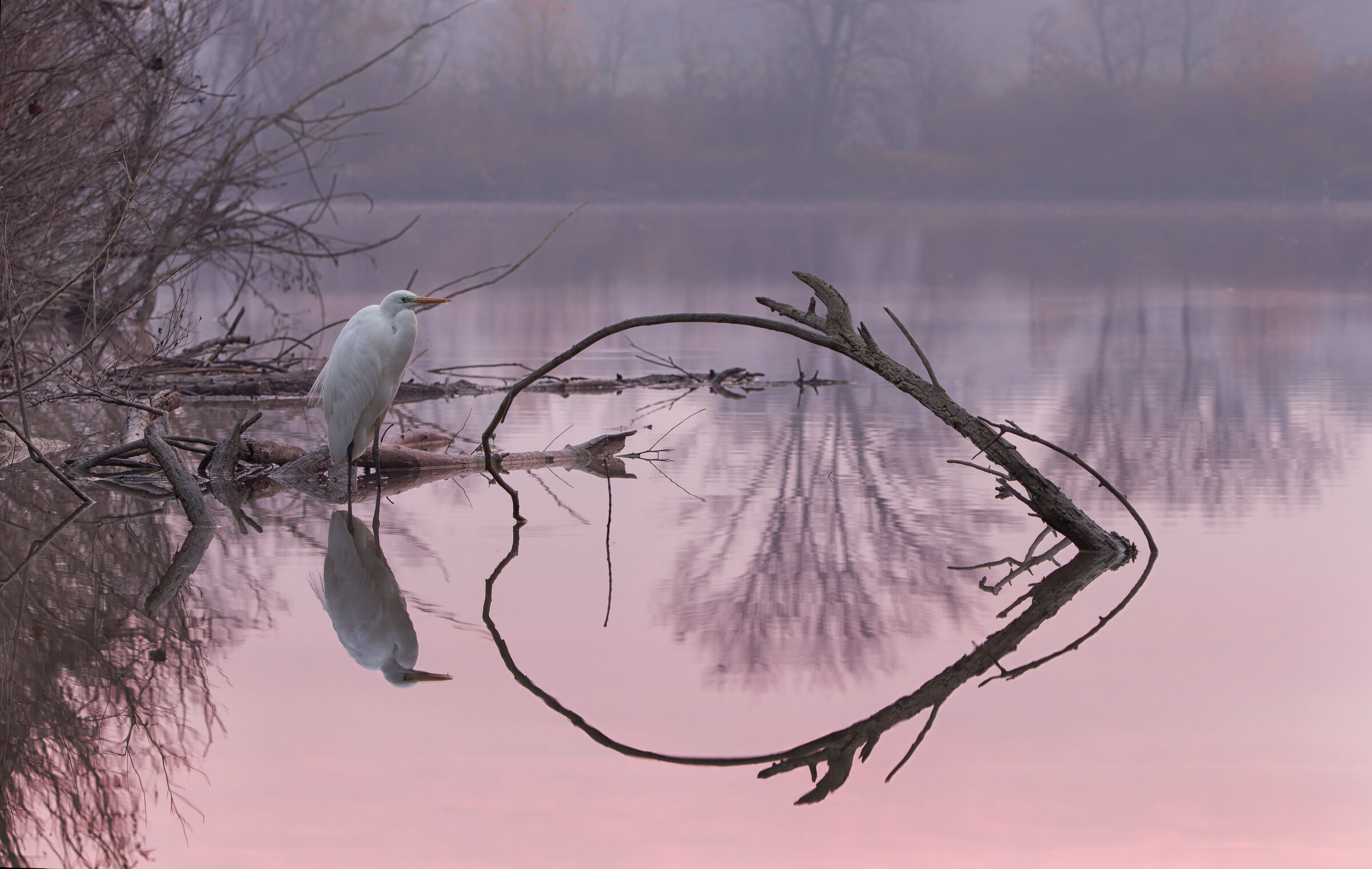 Airone Bianco e prime luci