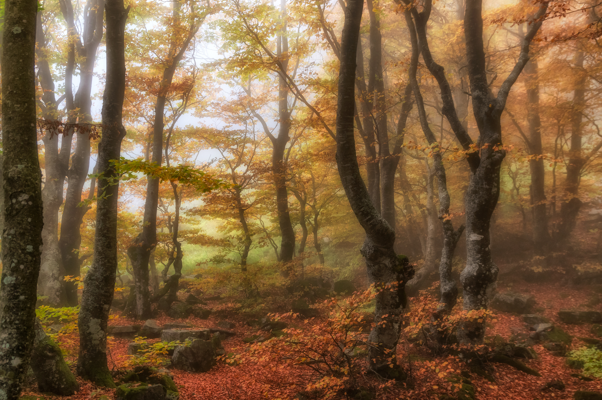 Foliage - Monte Ventasso (RE)