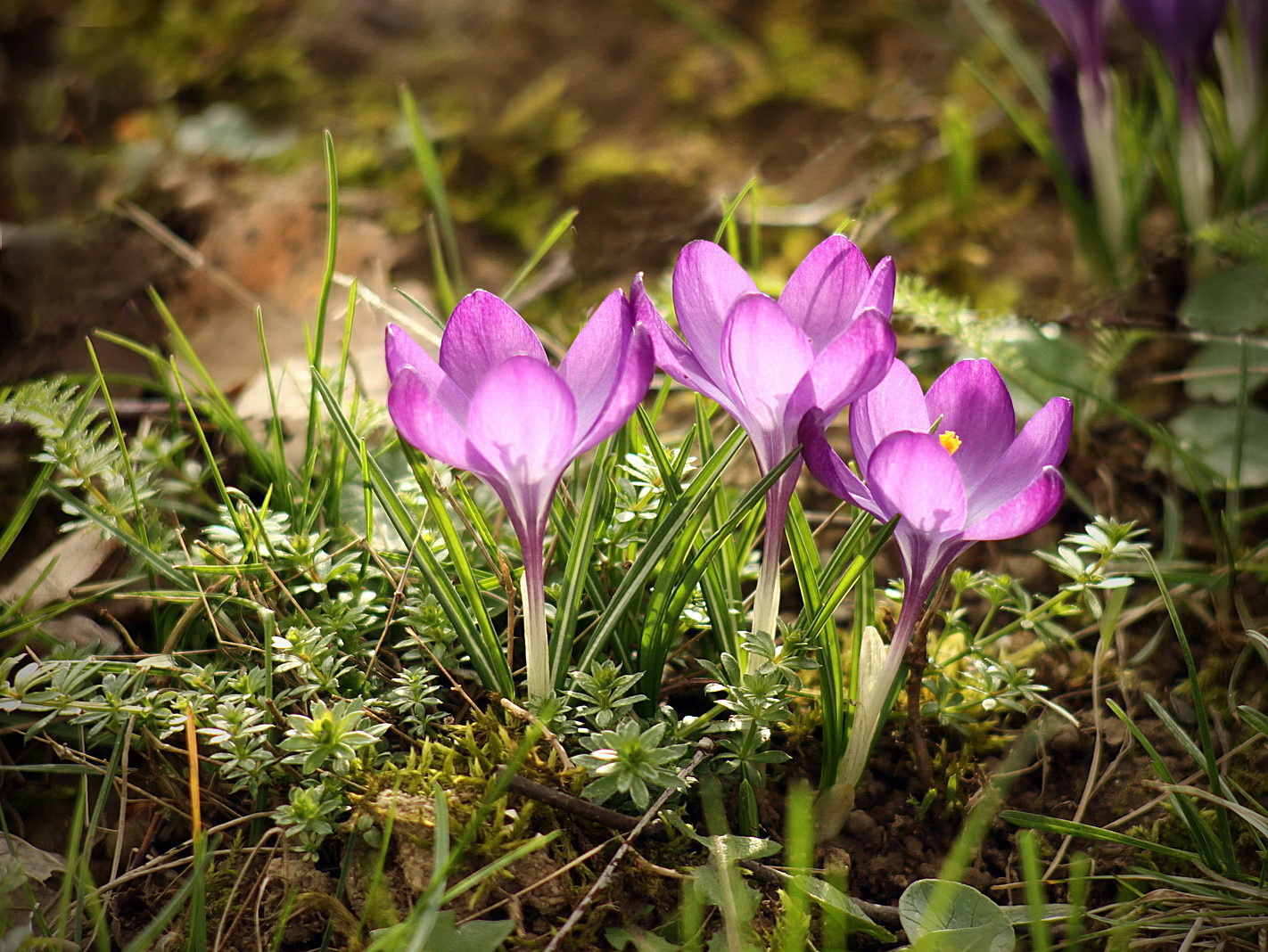 Crocus