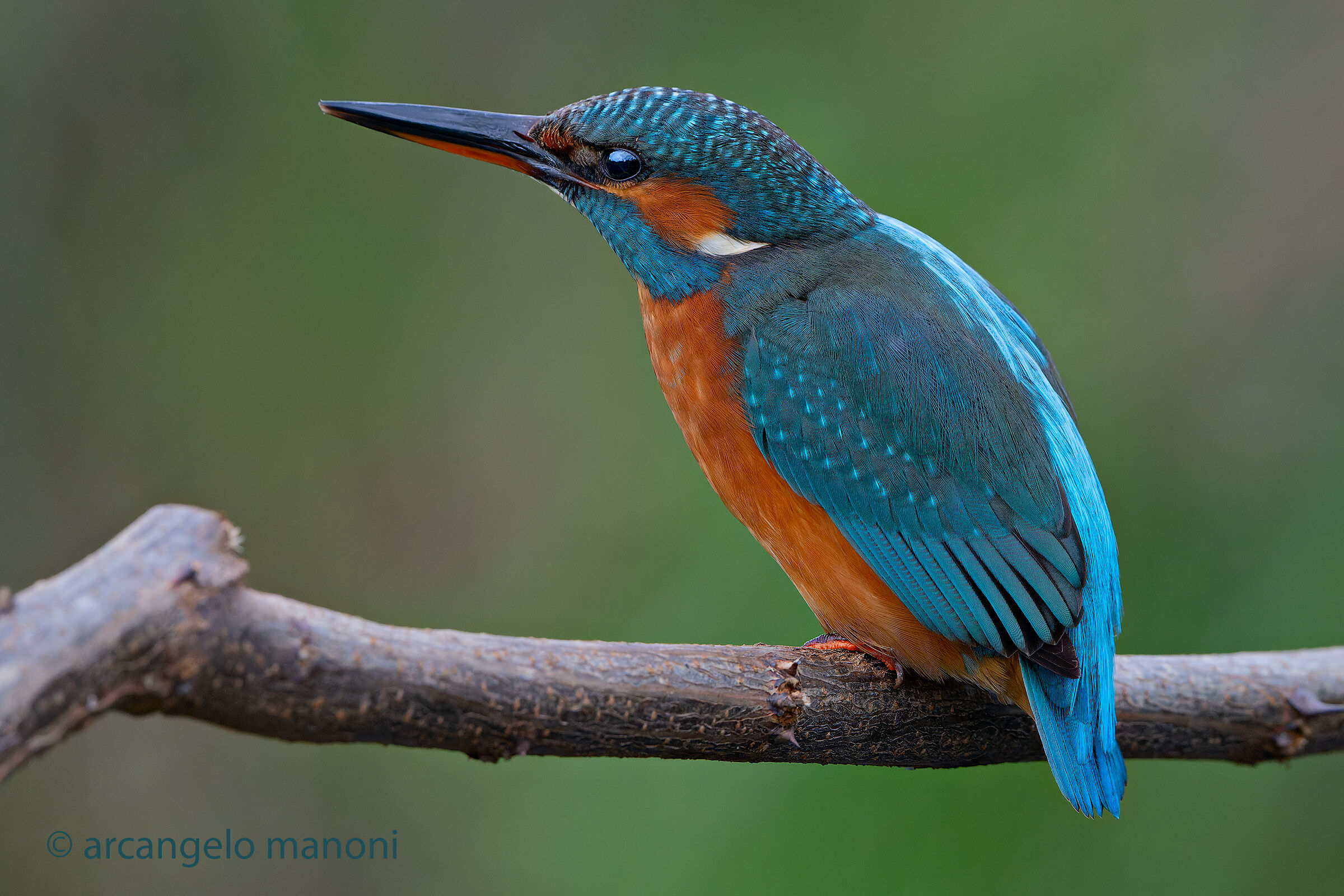 La martina in ottobre 2024