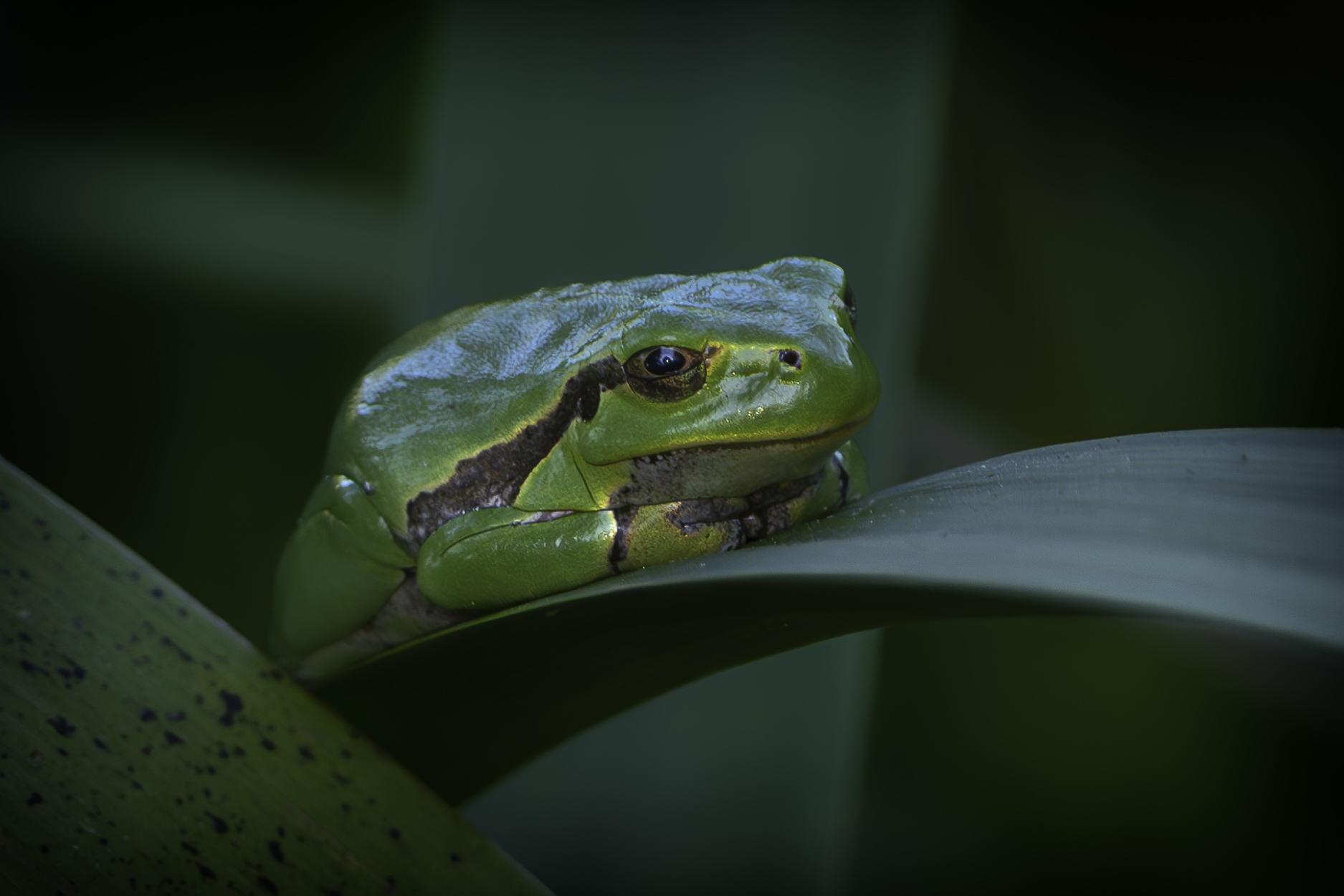 Tree frog