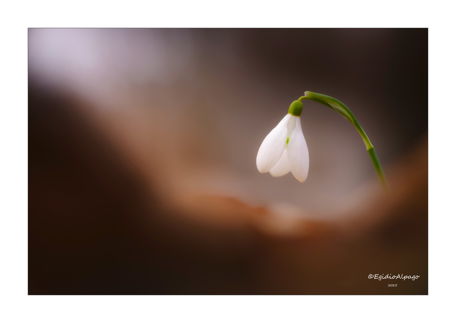 In Silenzio