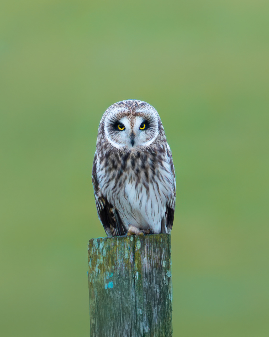 Swamp owl