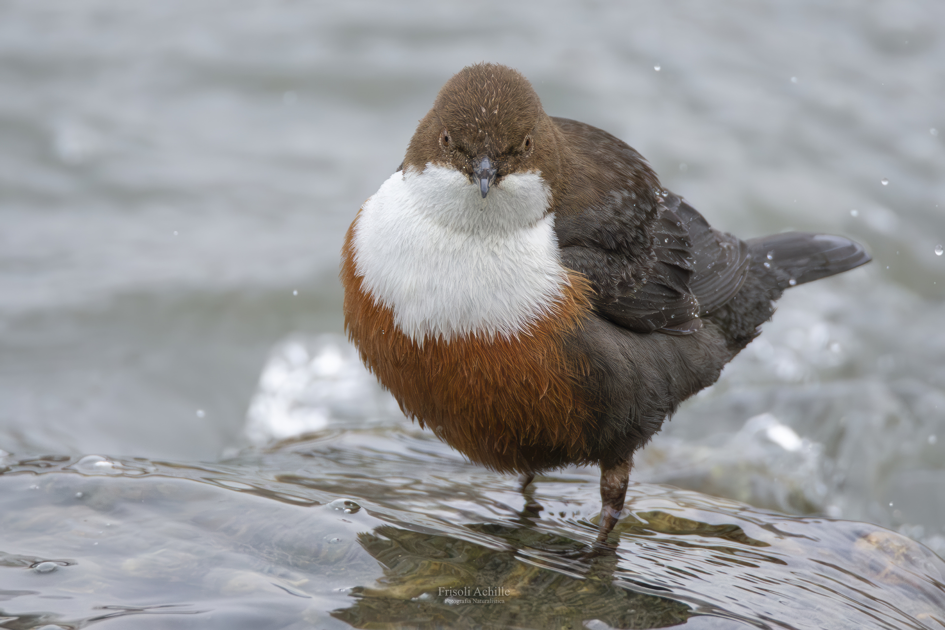 White-throated dipper