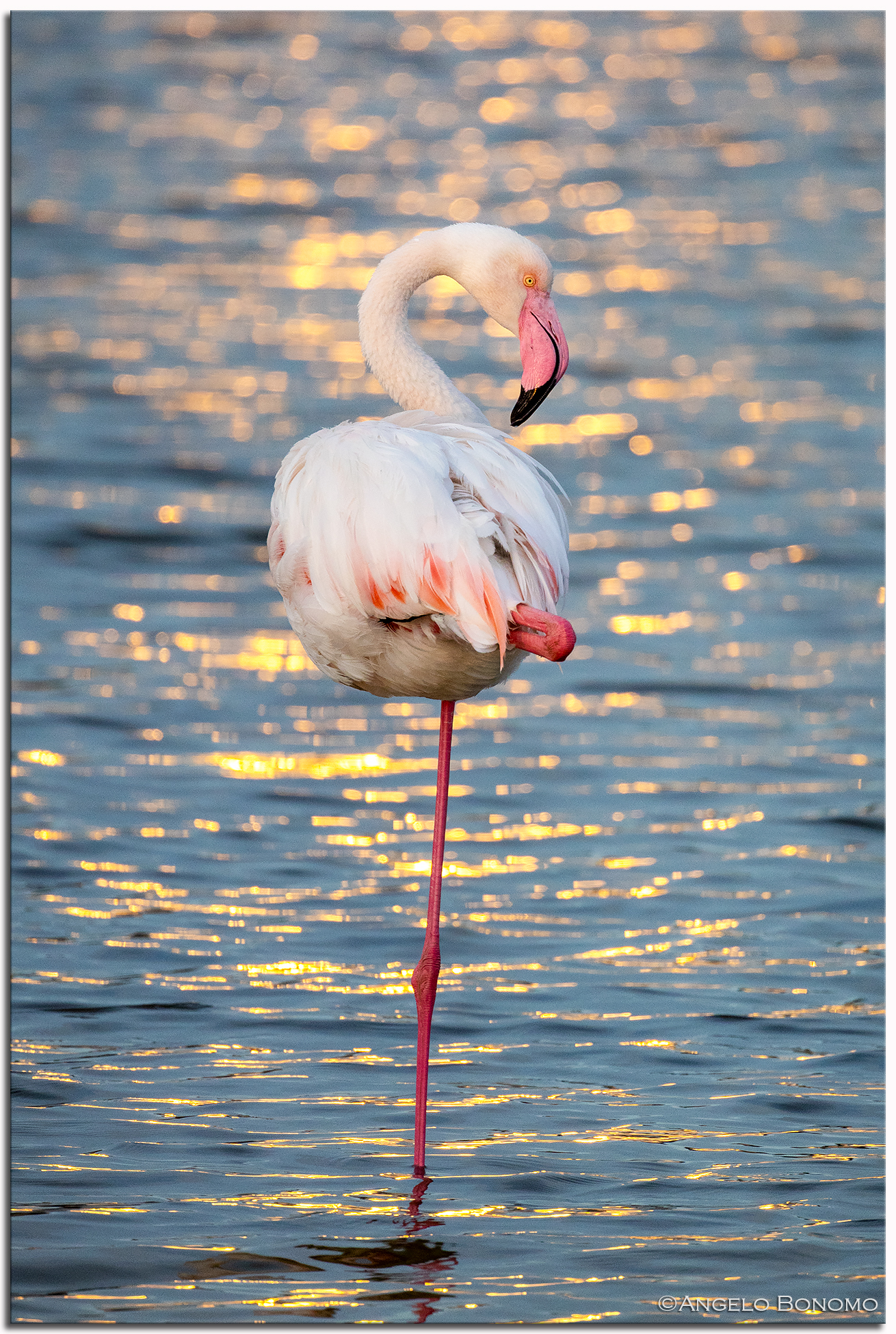Pink flamingo at sunset
