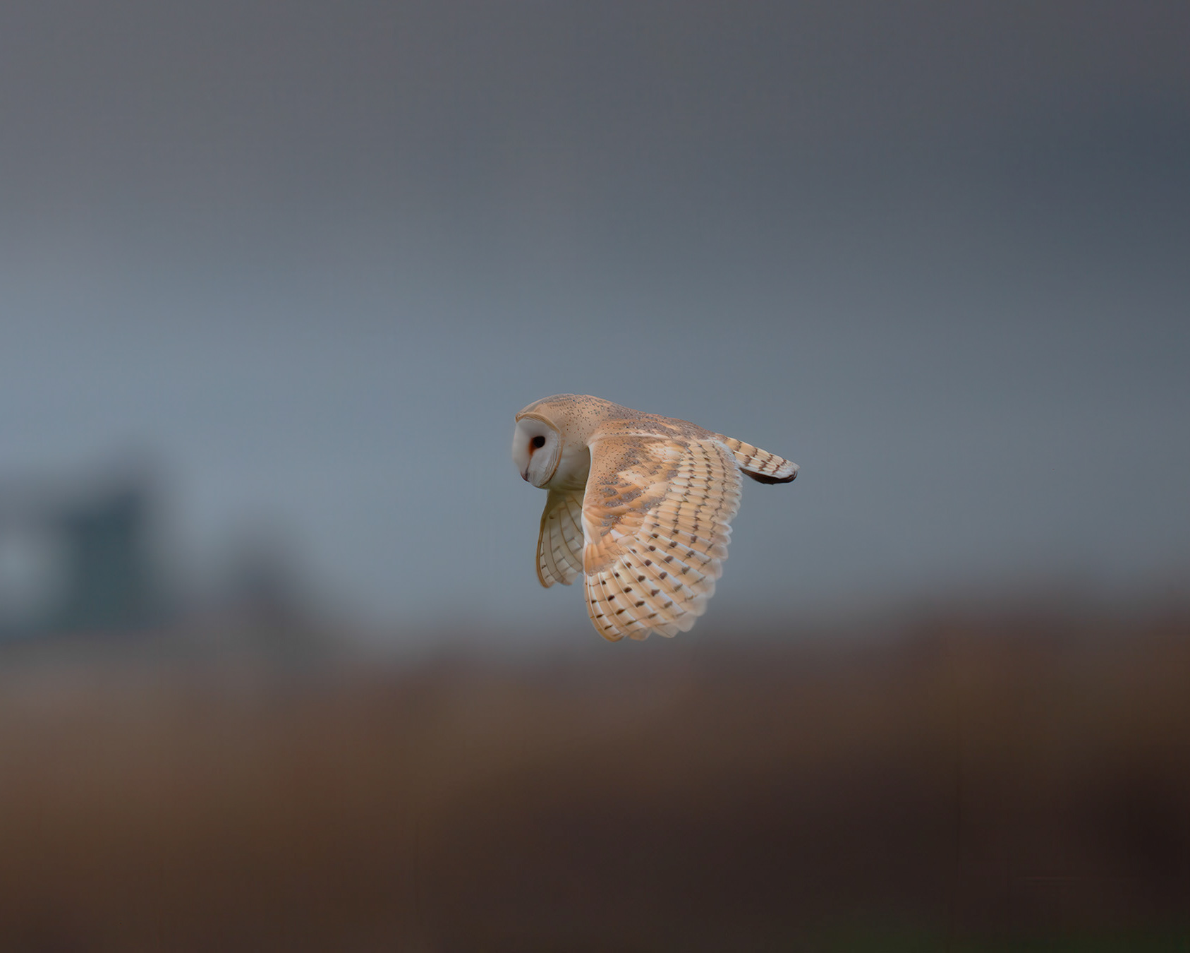 Barn owl in flight