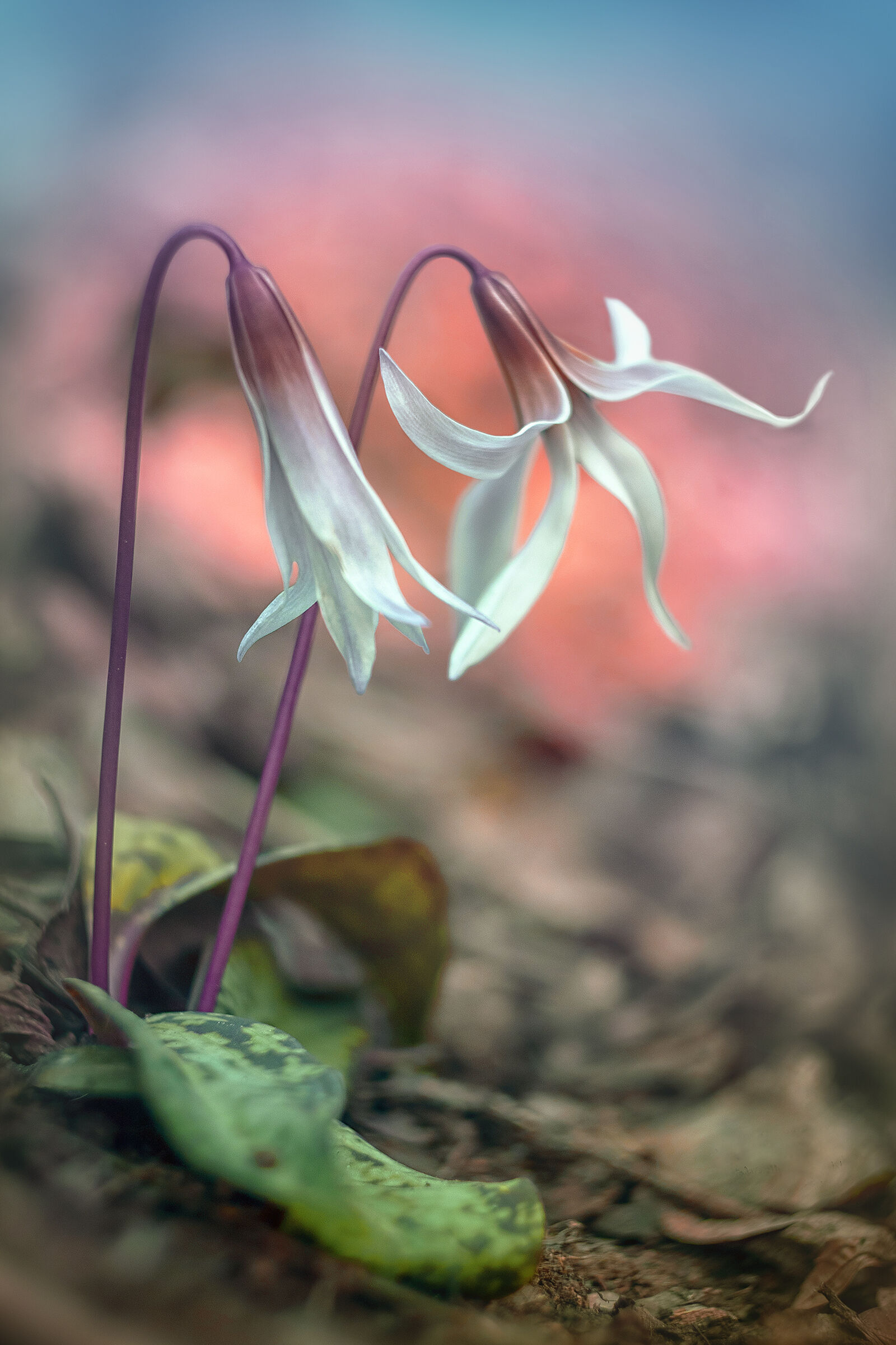 Erythronium dens-canis