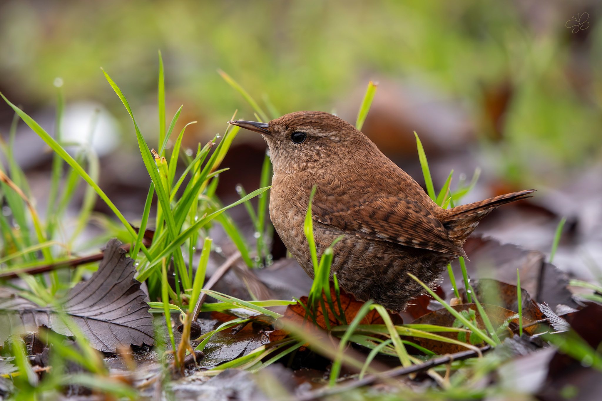 Common Wren