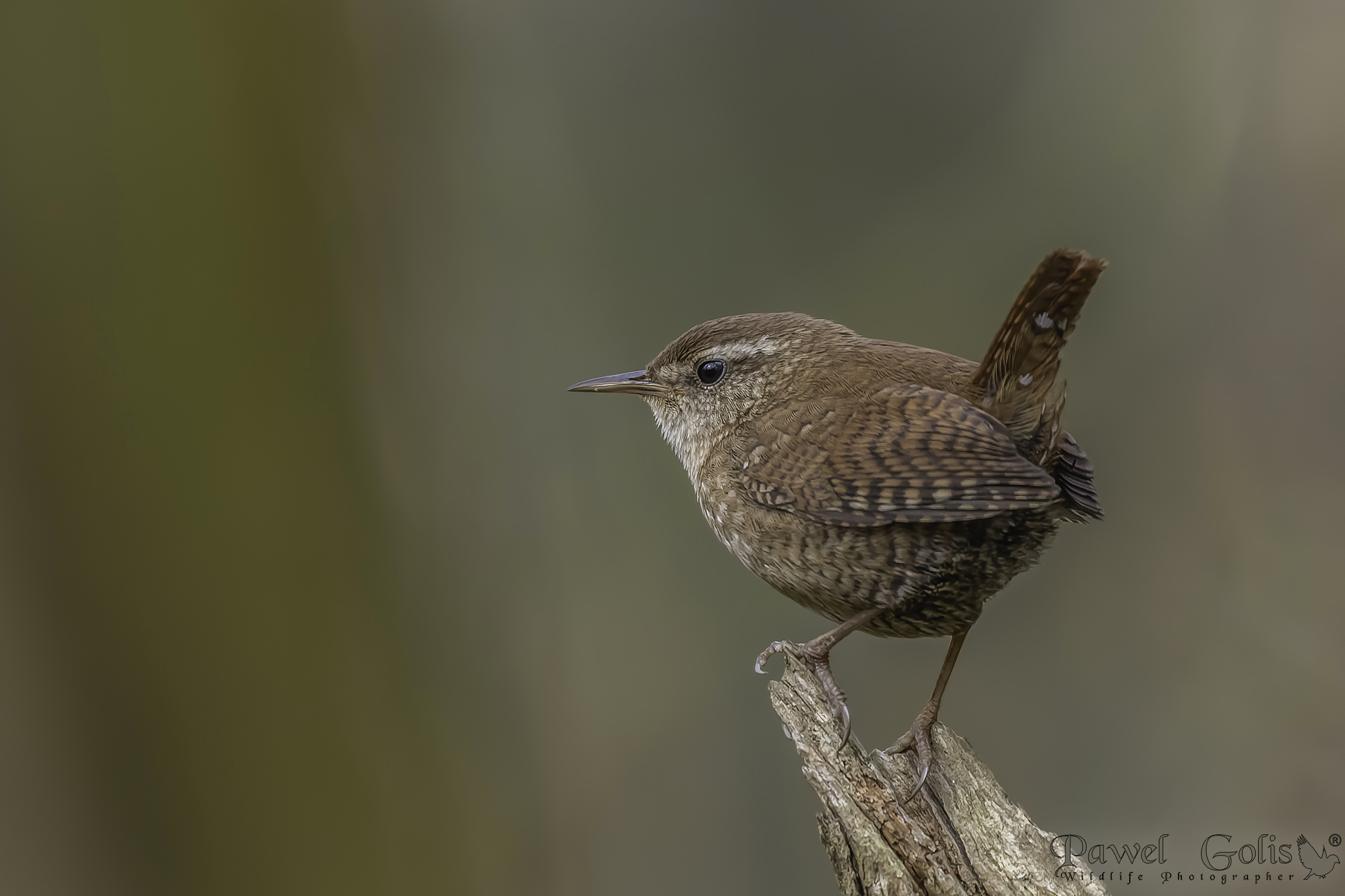 Scricciolo eurasiatico ( Troglodytes troglodytes)