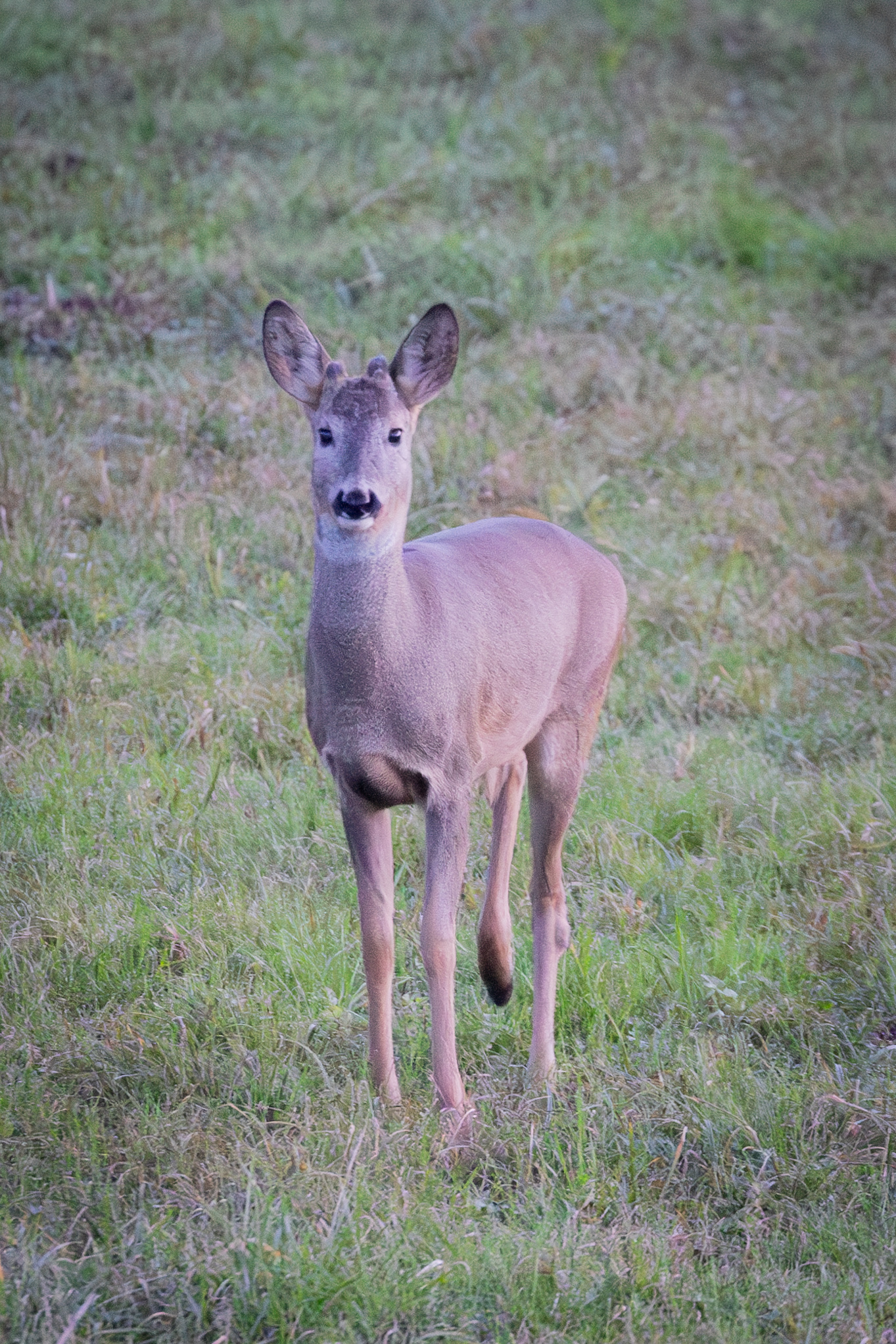 Capriolo?