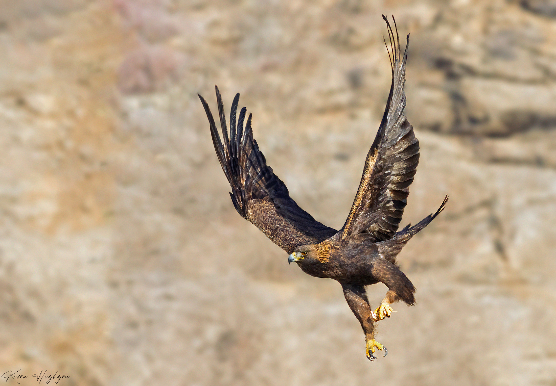 Golden eagle