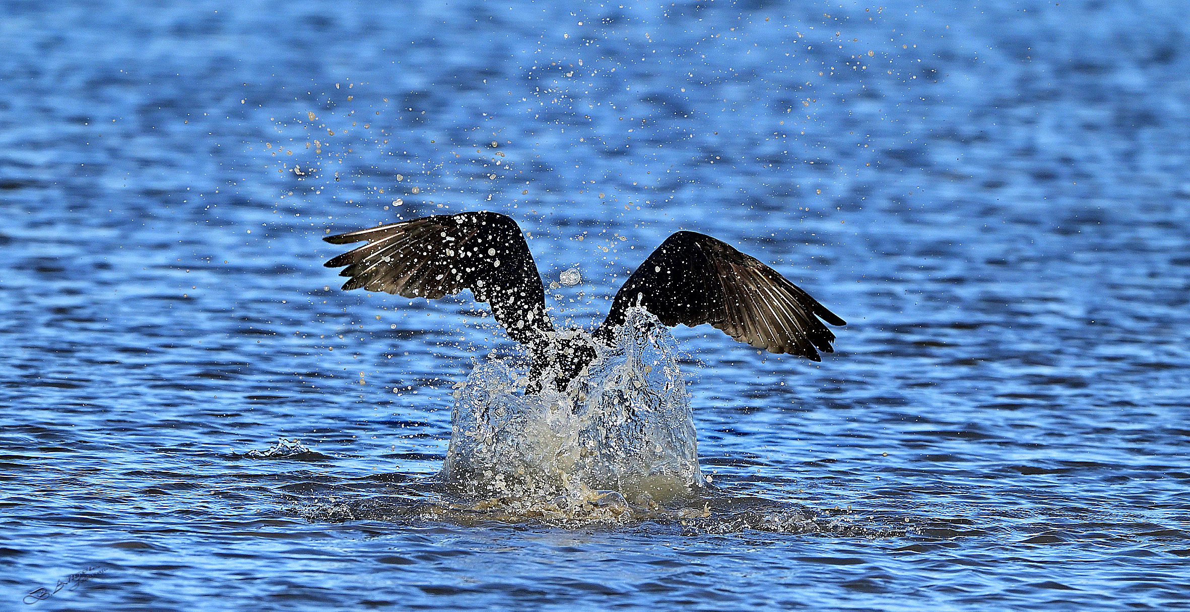 " Cormorano in fase di decollo "