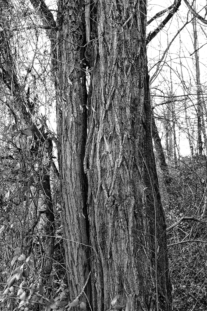 Alder Trunk - Adda Nord Park - Trezzo s/Adda (MI)