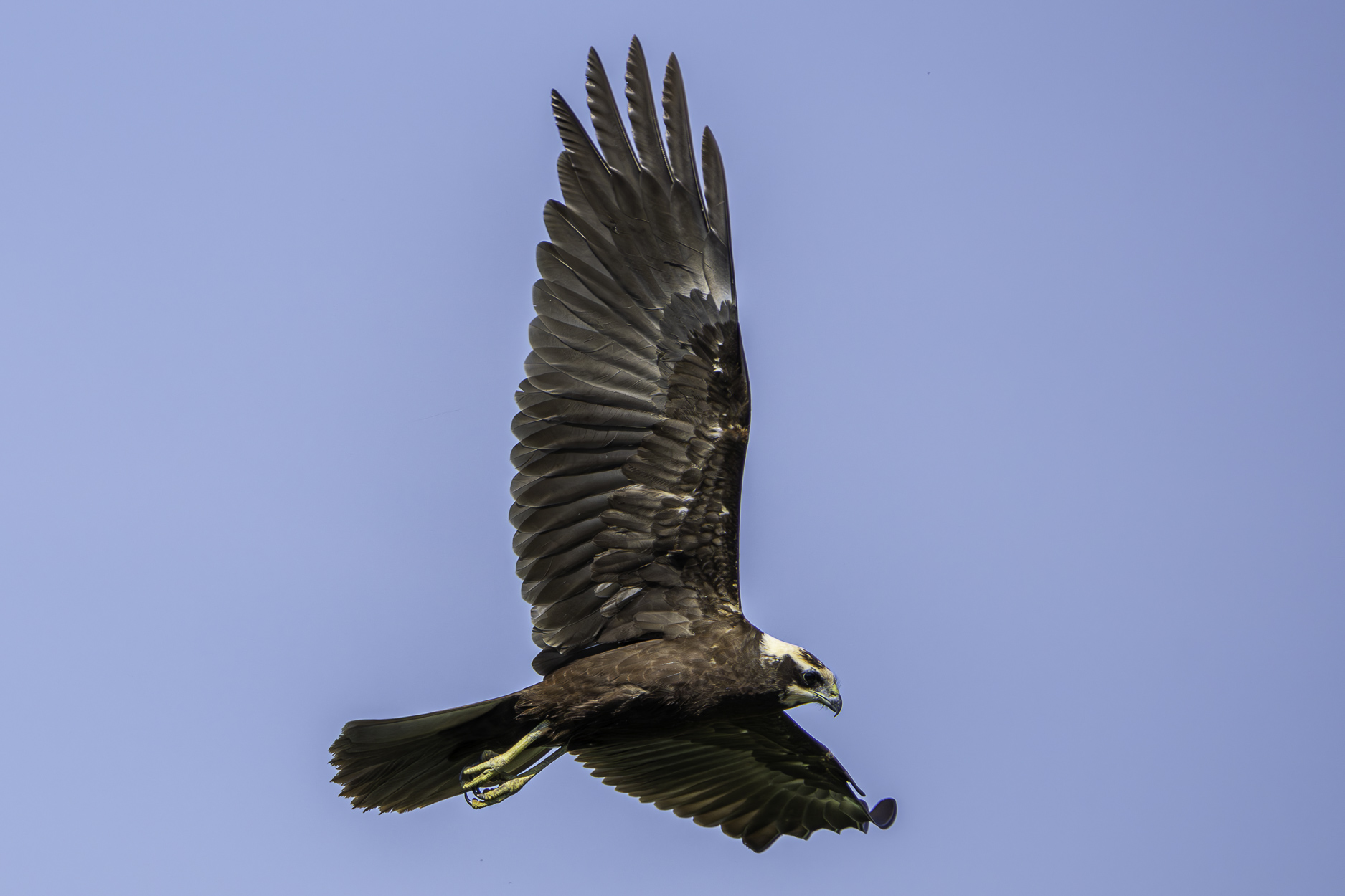 Marsh harrier patrolling
