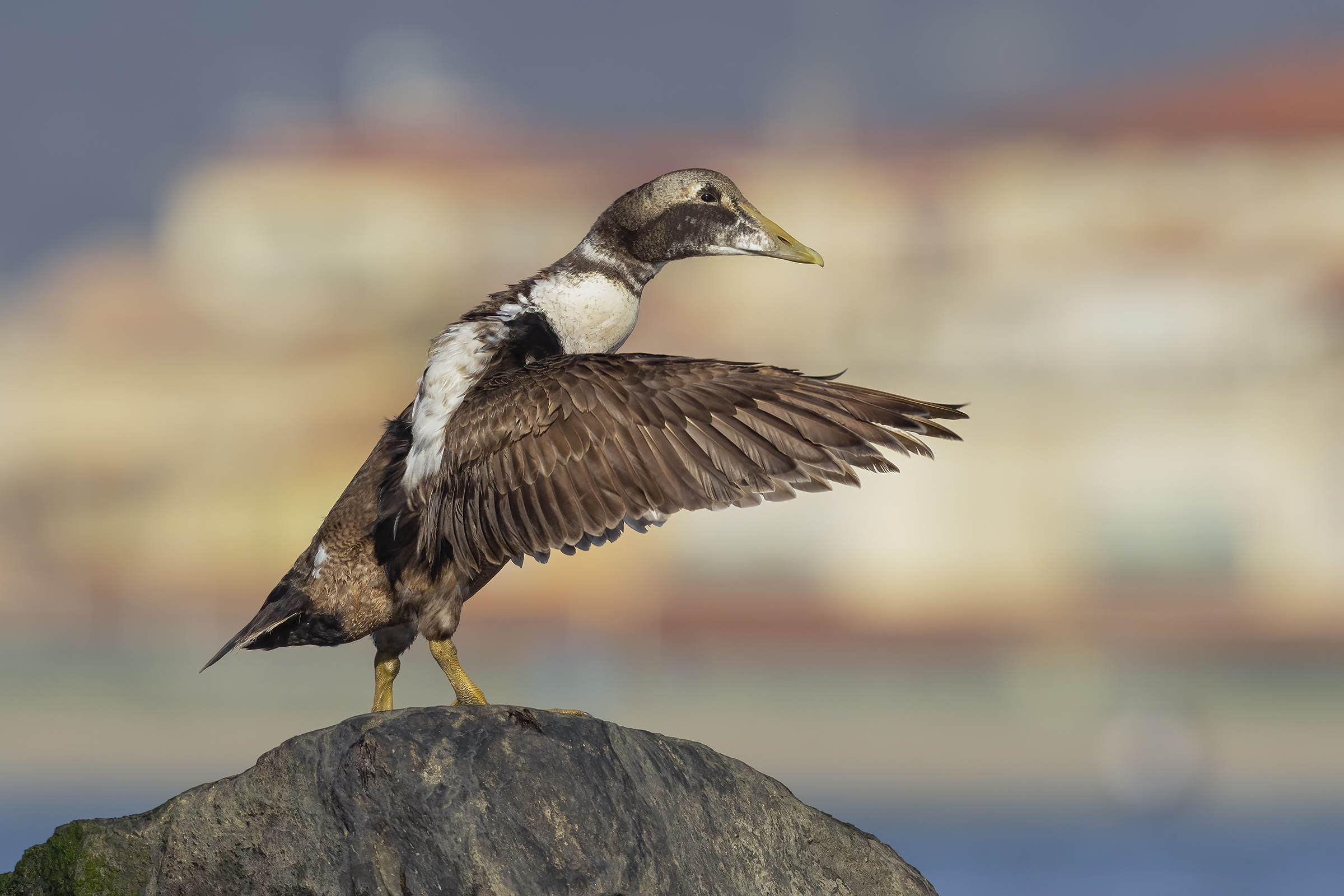 Somateria mollissima M