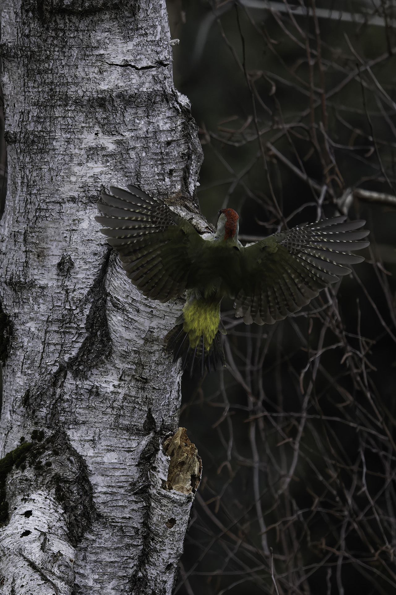 Green Woodpecker Male