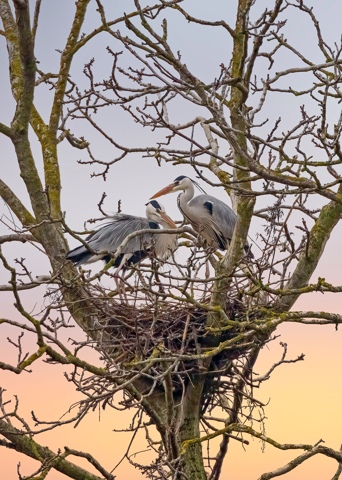 Giovani Aironi cenerini