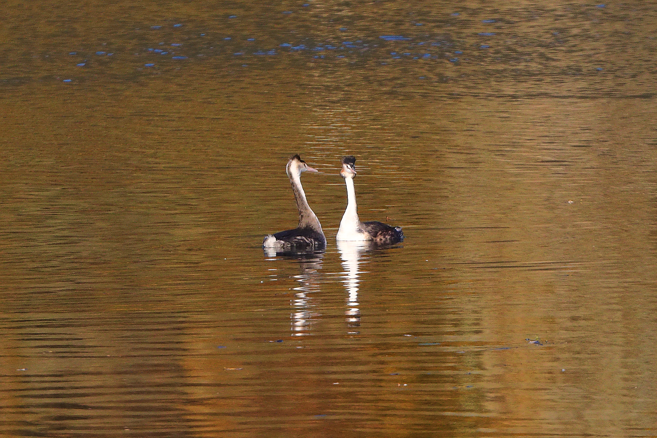 Svassi 11 novembre 2024 - 0033