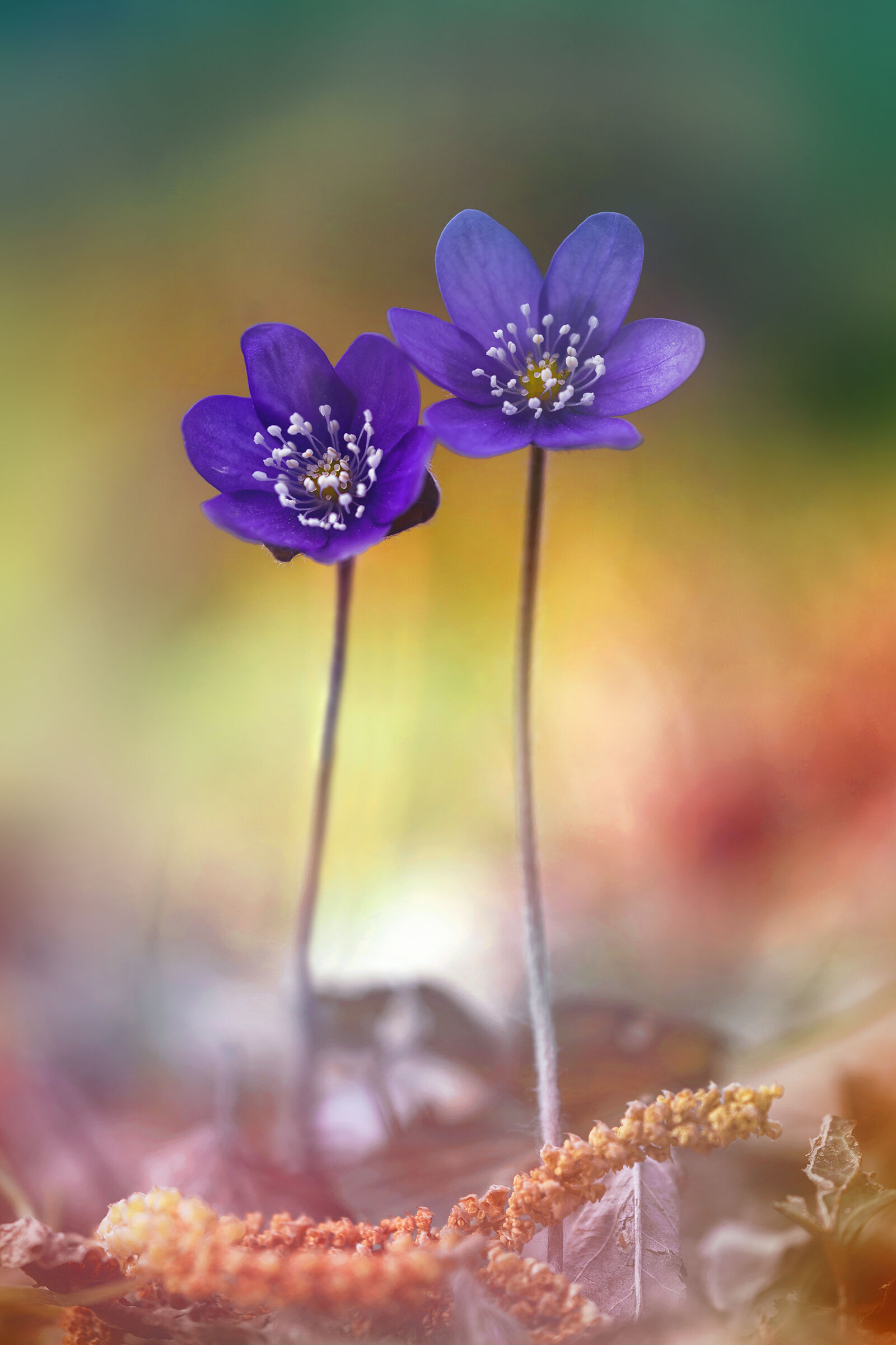 Hepatica nobilis