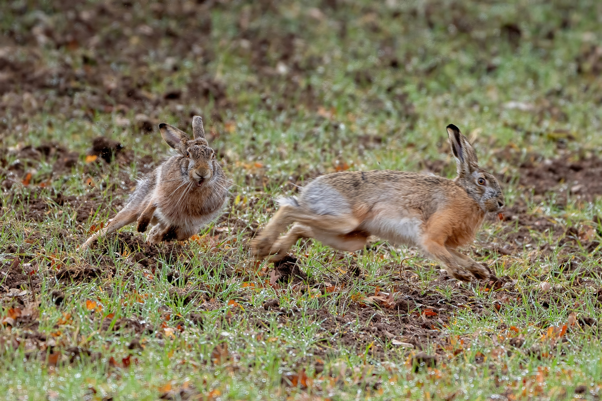 Esuberanza giovanile....