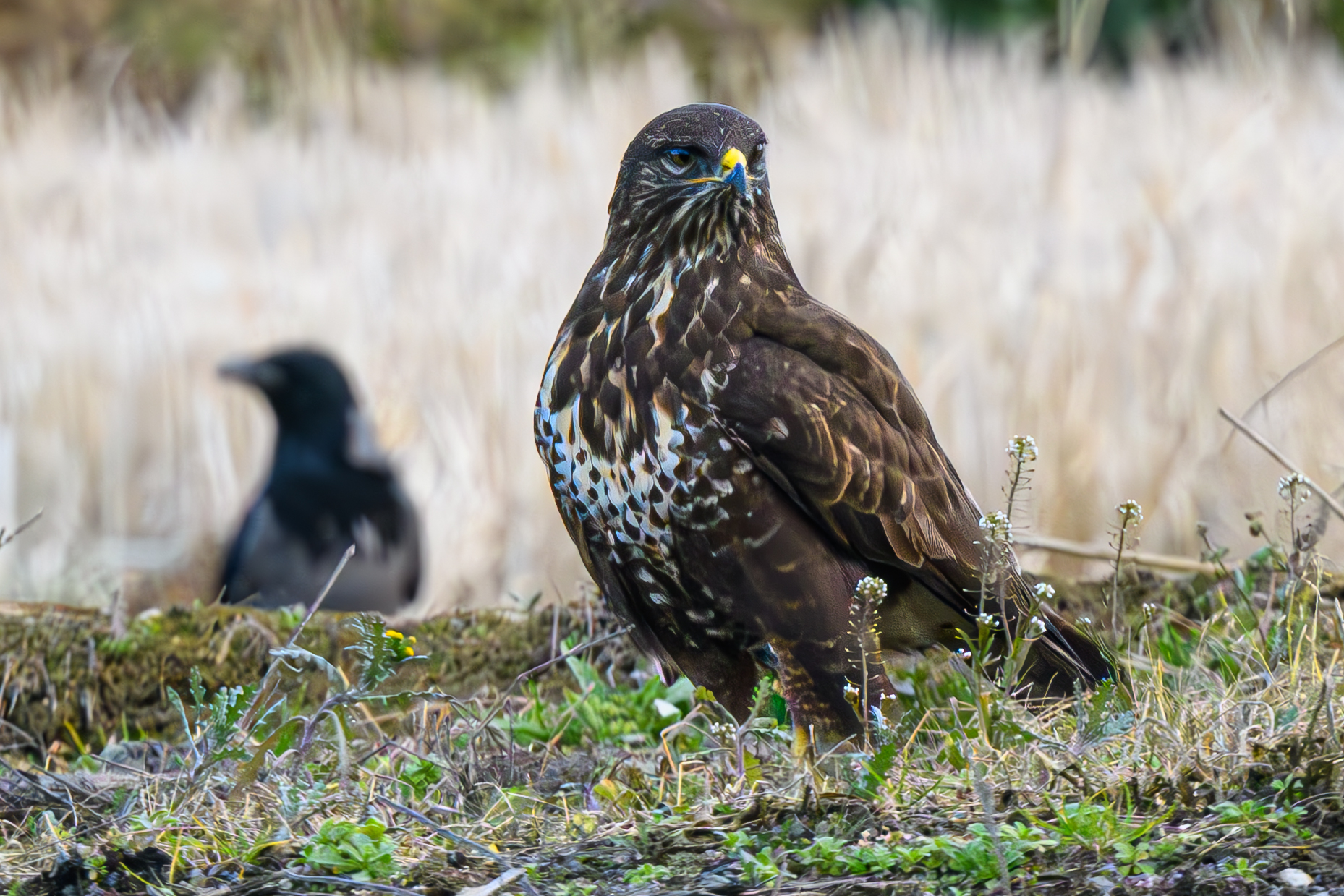 Buzzard