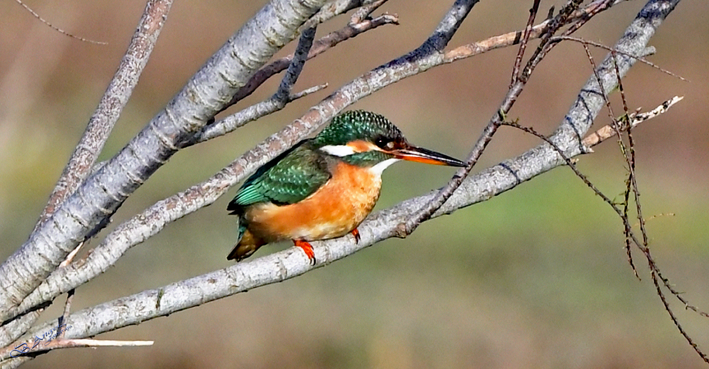 " la Martina " (Martin pescatore)