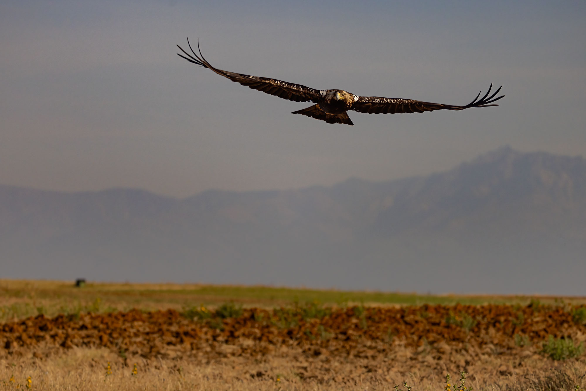 Aquila Imperiale