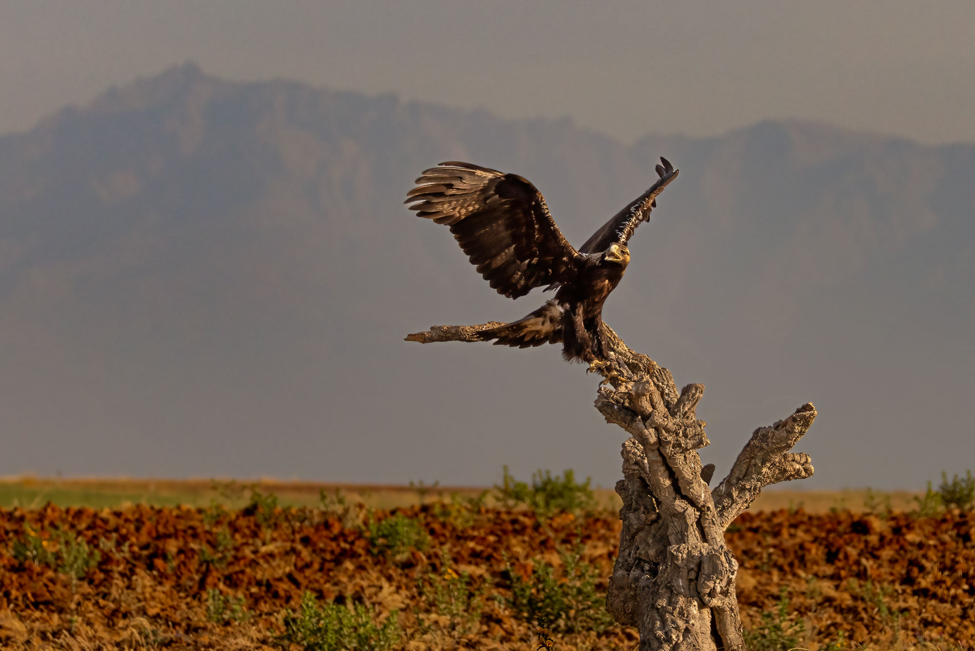 Aquila Imperiale