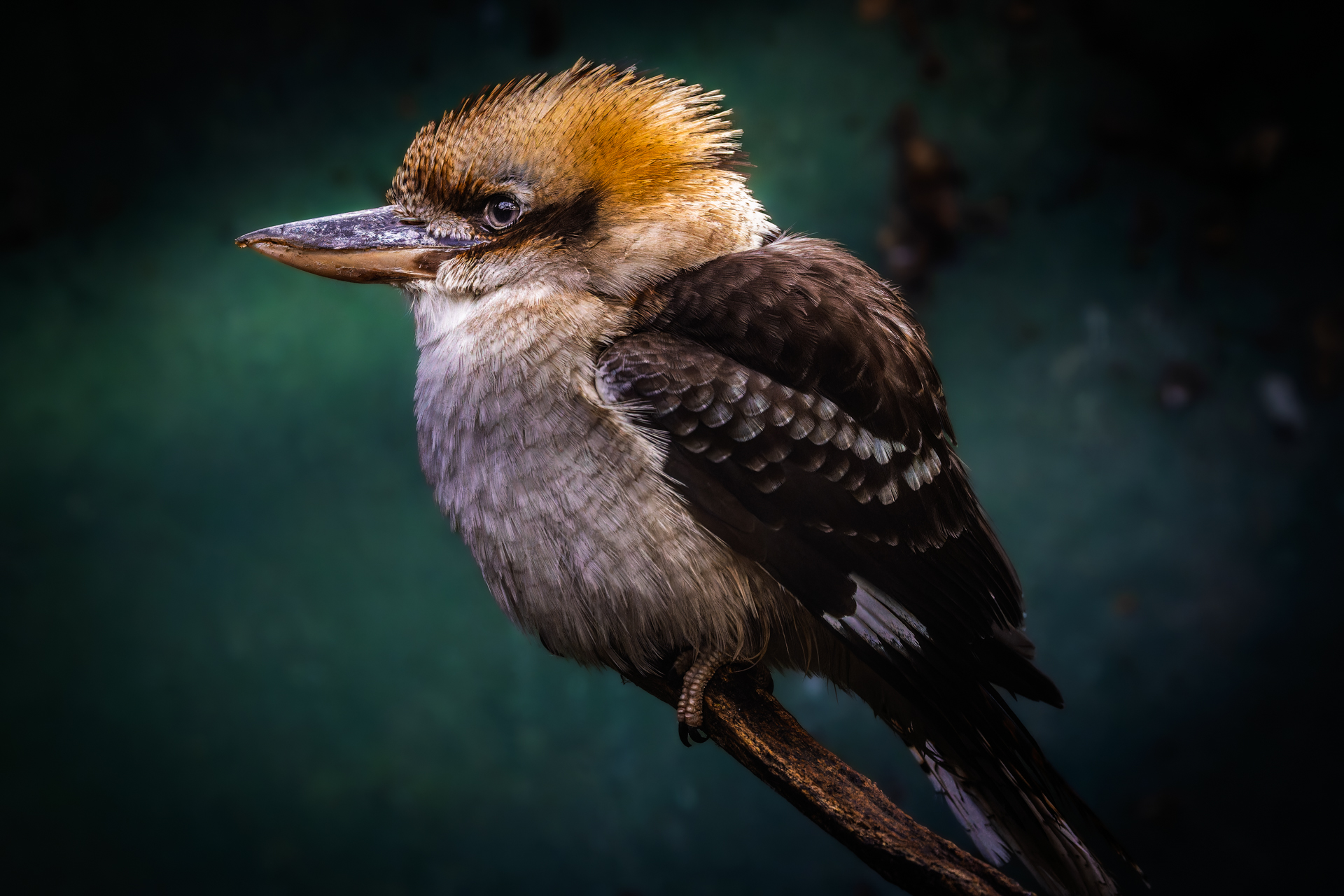 Kookaburra