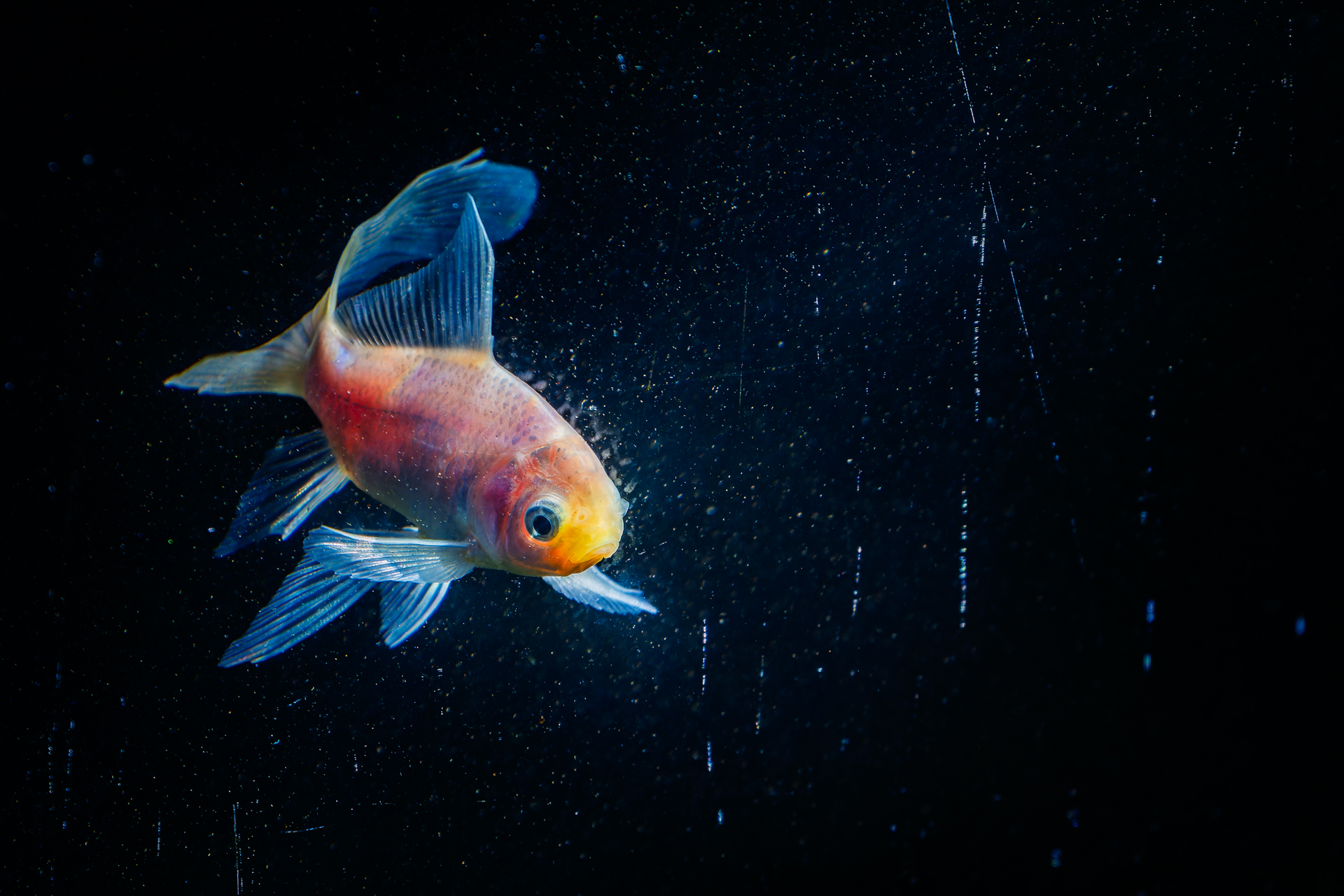 Pescetto in acquario