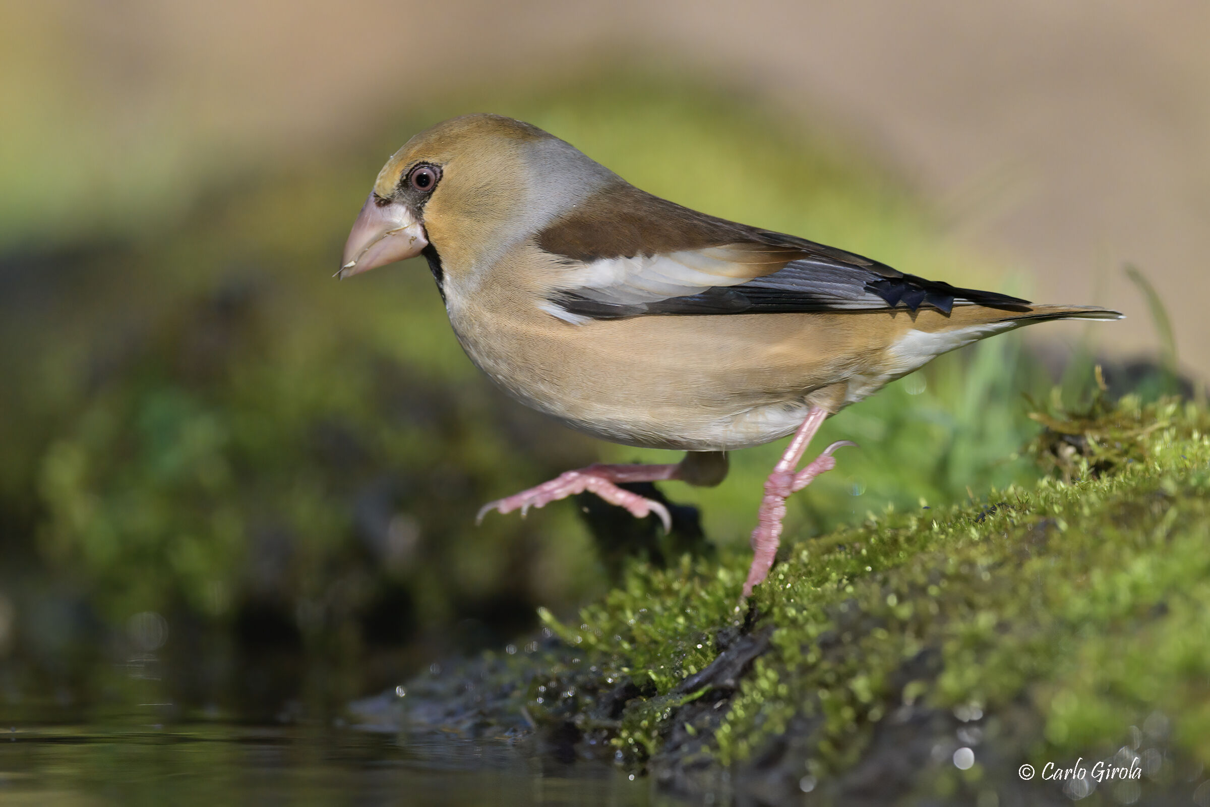 Frosone (Coccothraustes coccothraustes)