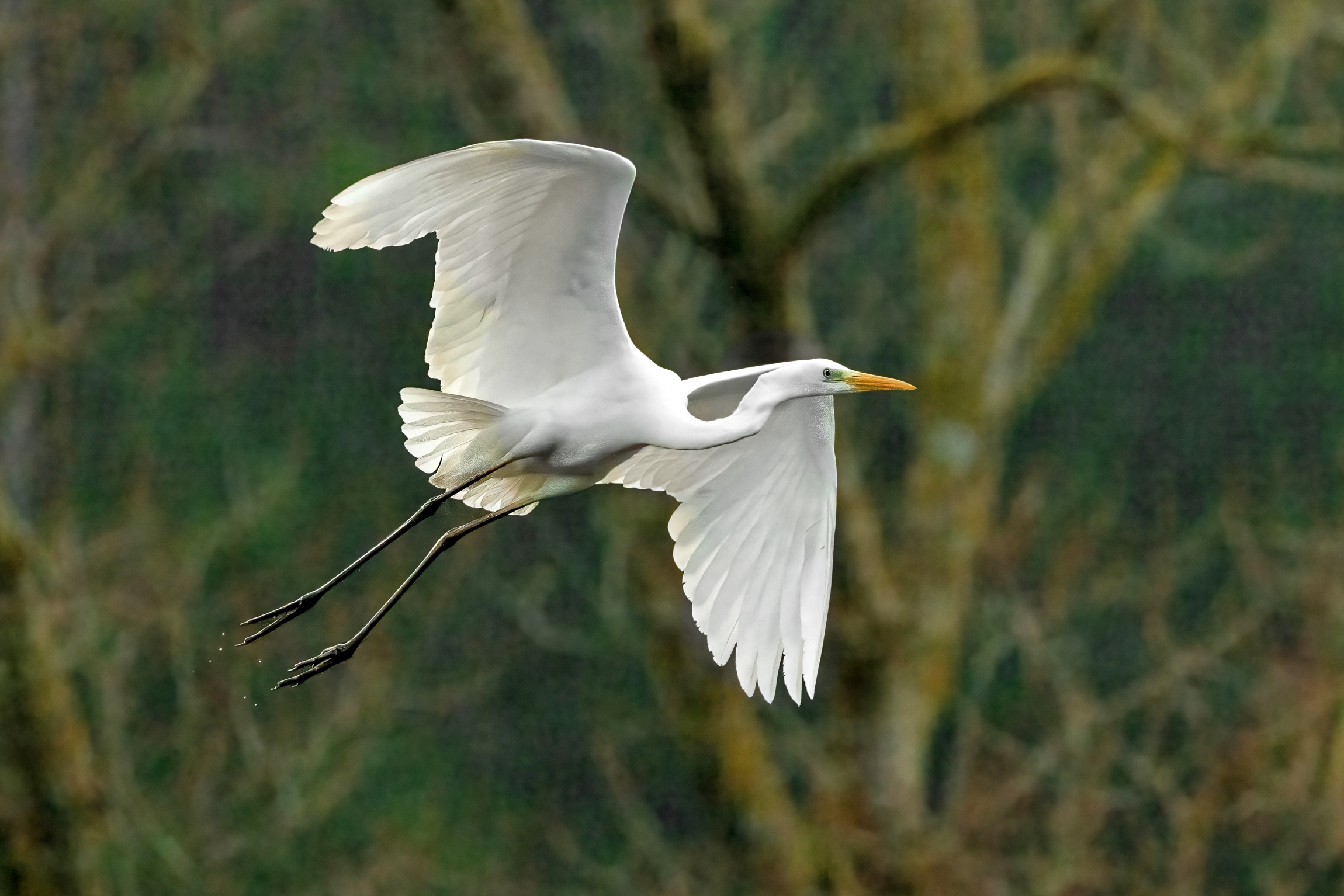 Airone bianco maggiore (Casmerodius albus)