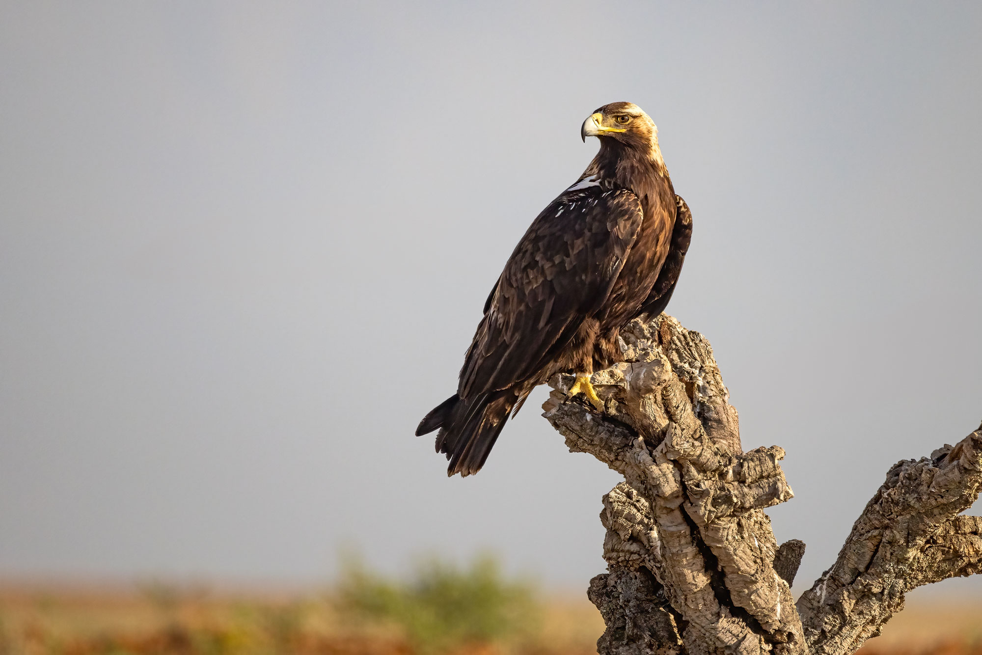 Aquila imperiale