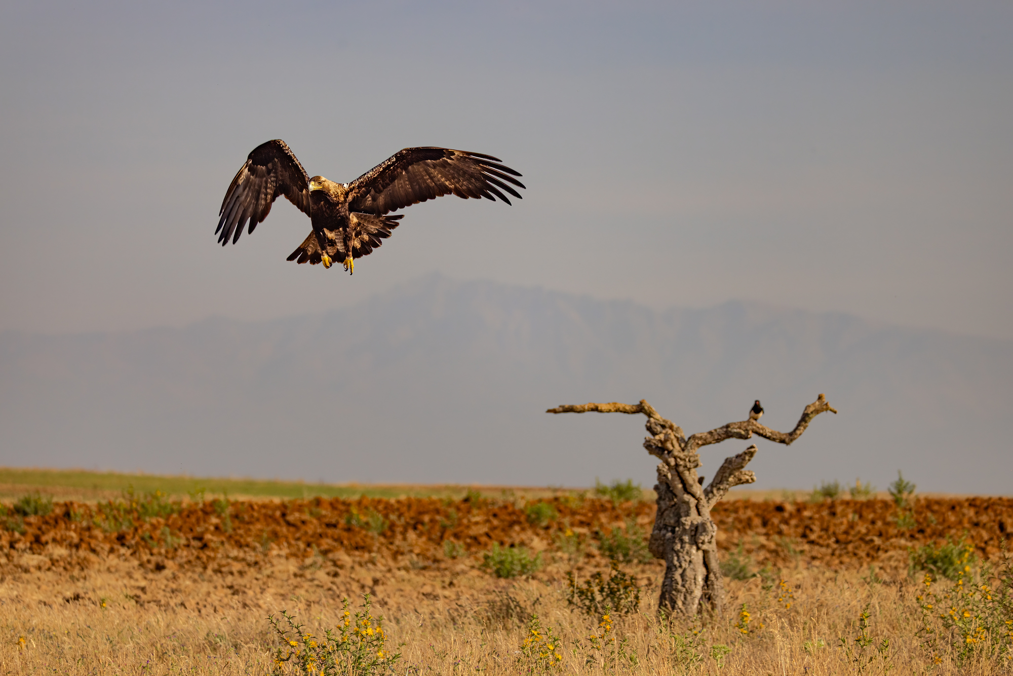 Aquila Imperiale- Lo stacco dal posatoio