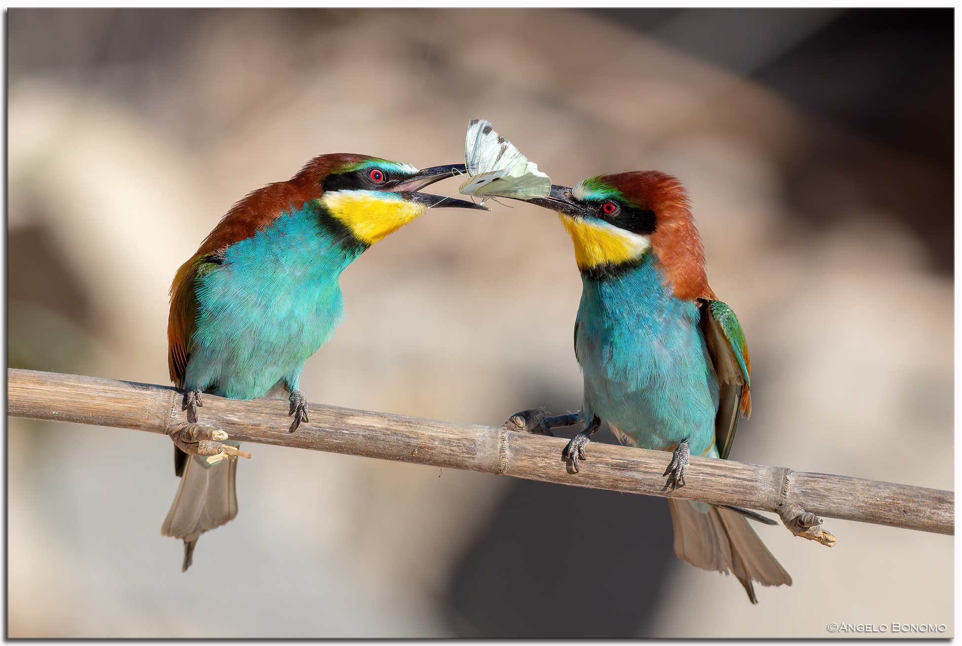 Bee-eaters
