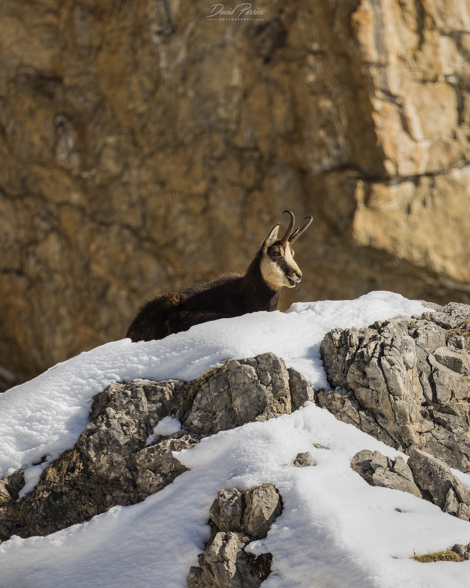 Chamois