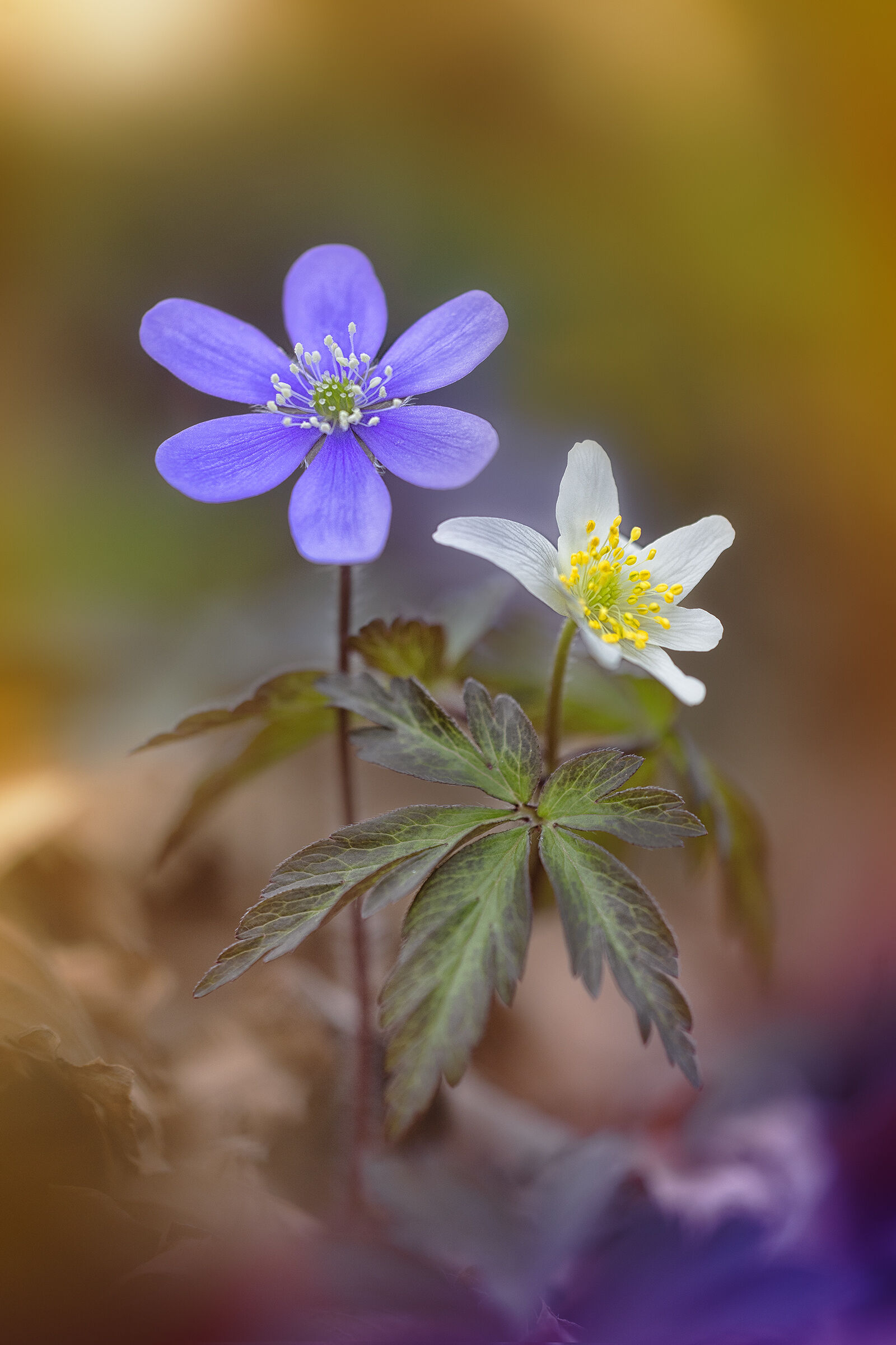 Anemonoides nemorosa and Hepatica nobilis