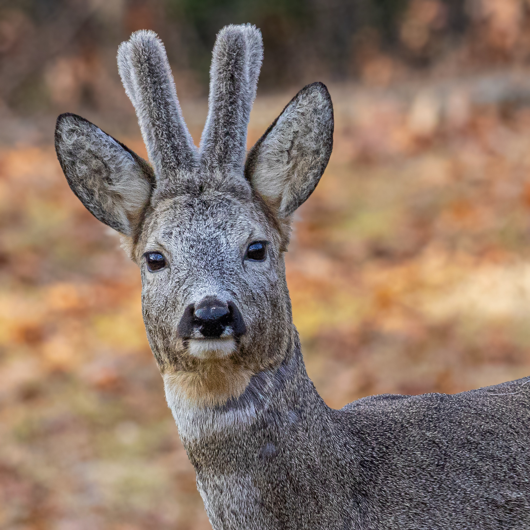 The roe deer. The regrowth of the stage