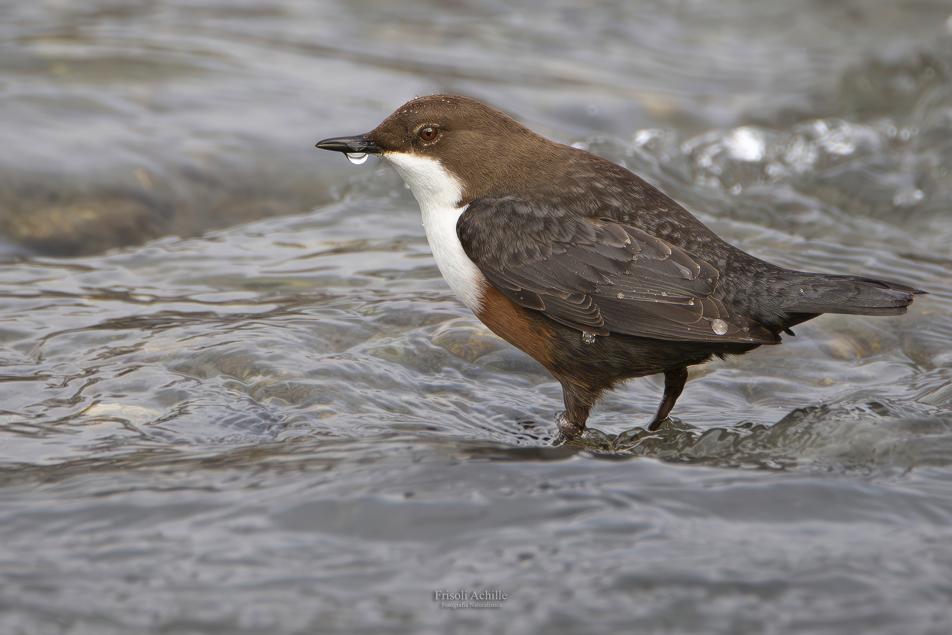 White-throated dipper
