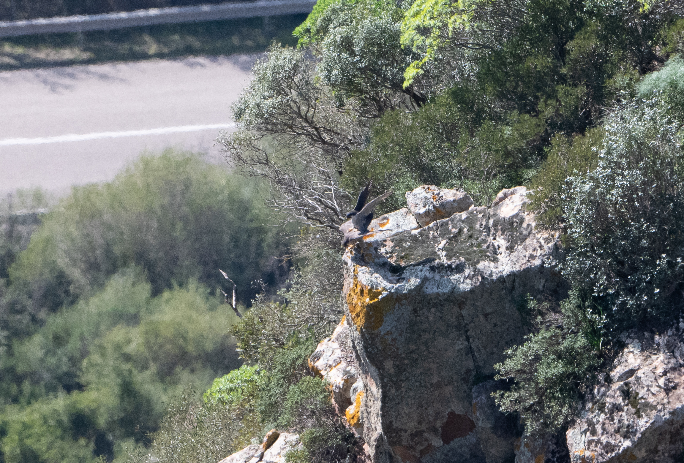 falco pelligrino in accoppiamento