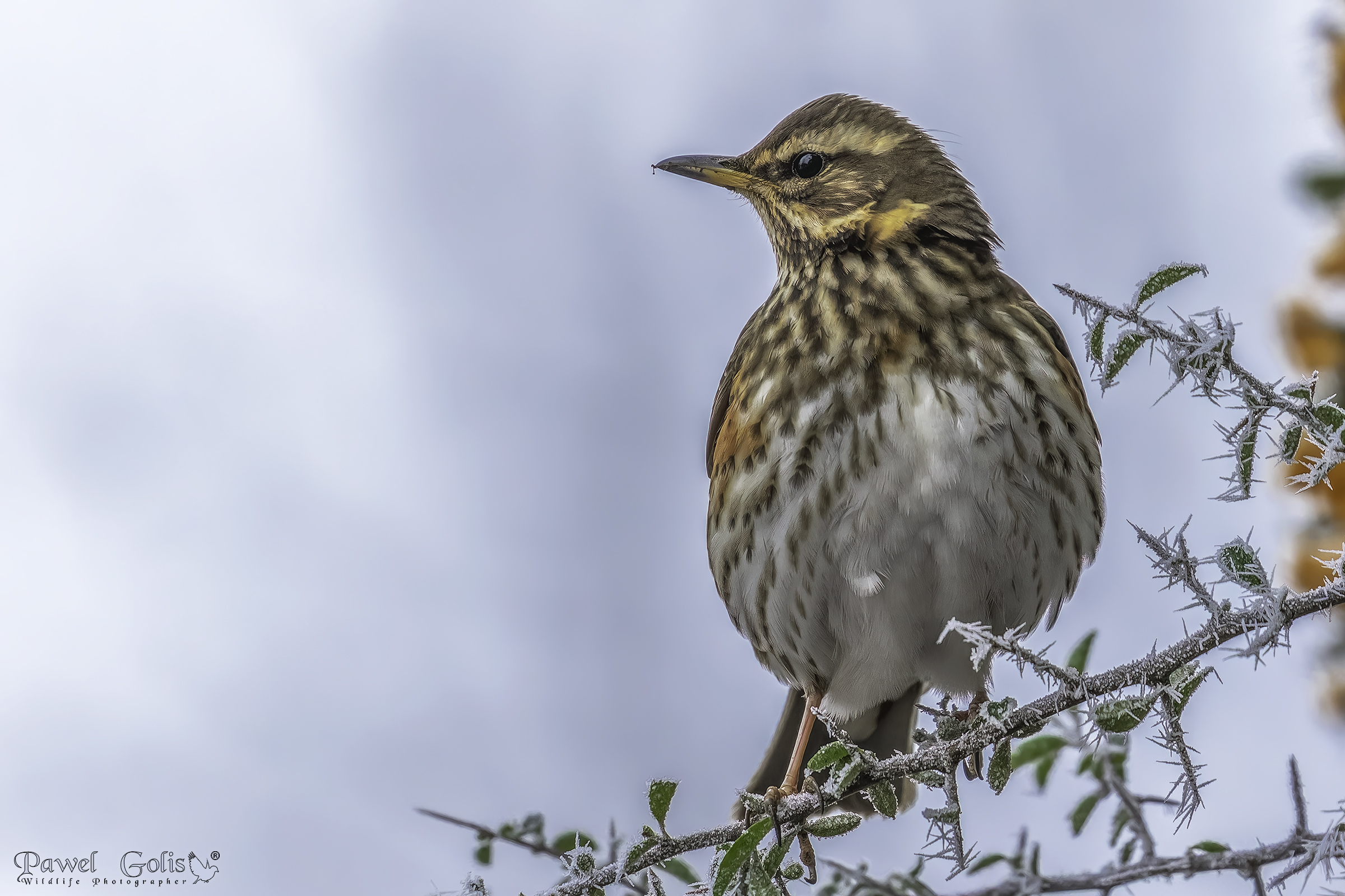 Ala rossa (Turdus iliacus)