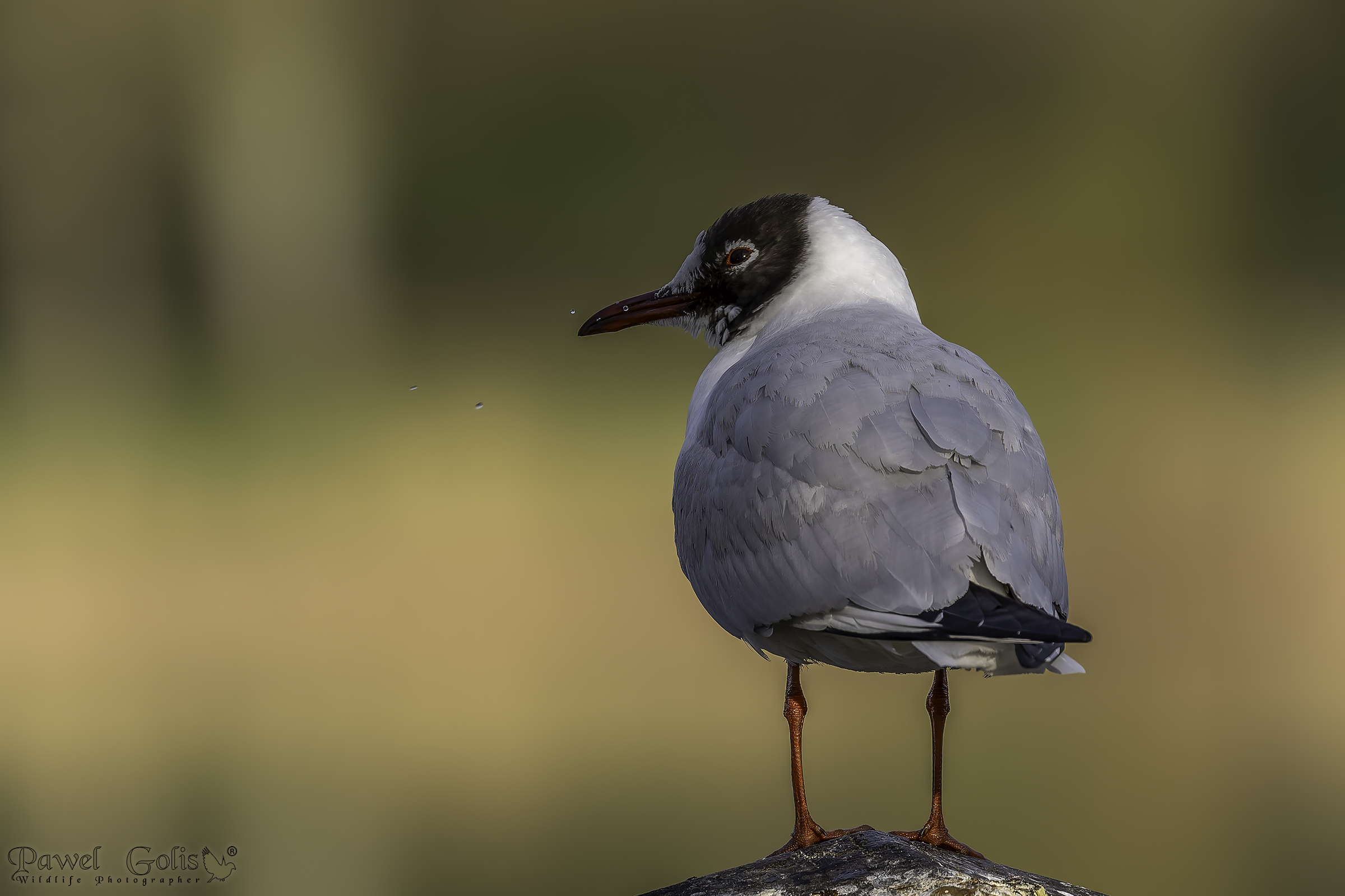 Gabbiano comune (Chroicocephalus ridibundus)
